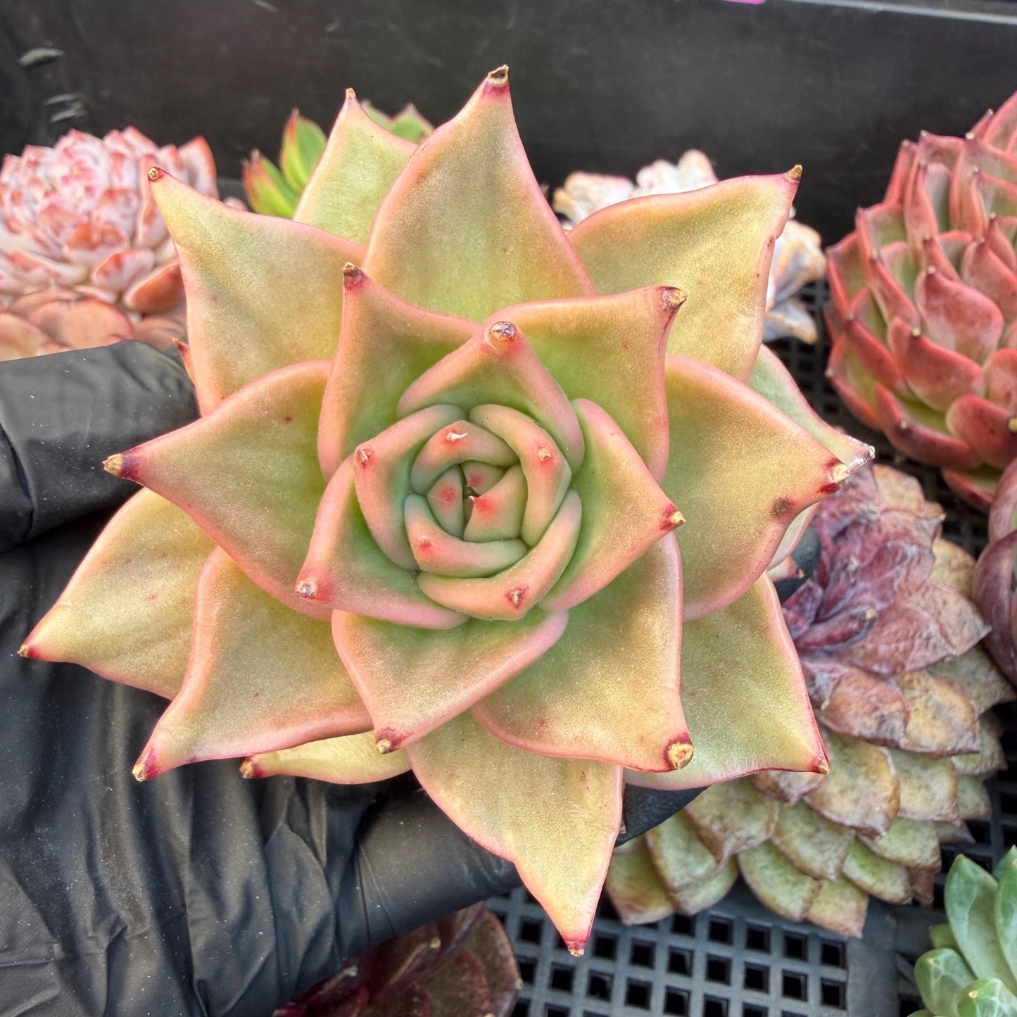 Echeveria  ‘Madiba’, 2.7inches , J09