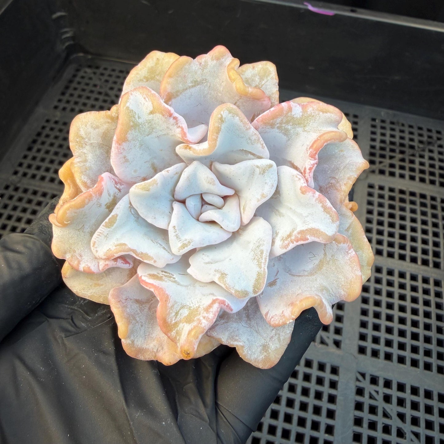 Echeveria  ‘Crispate beauty', 2.9inches , J01