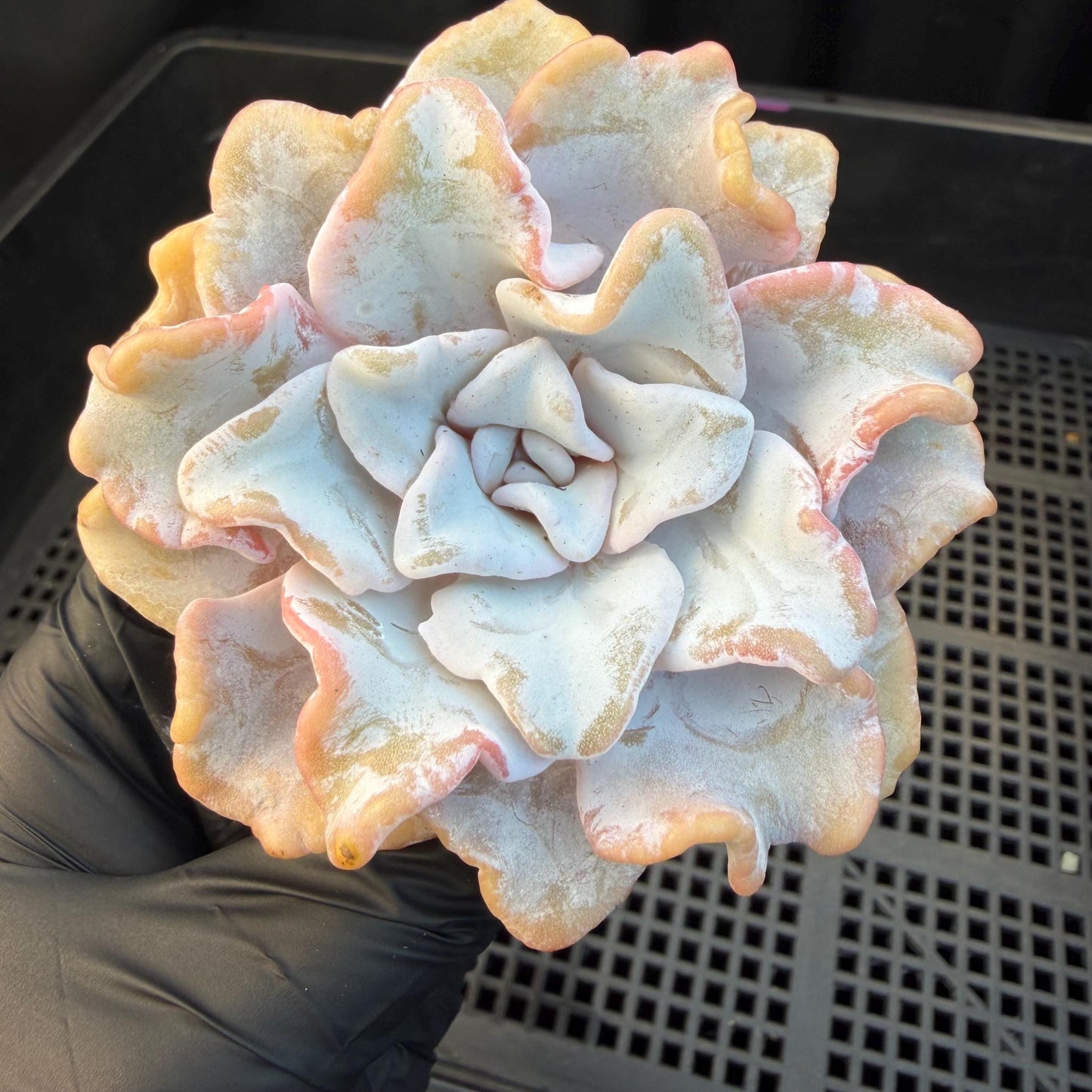 Echeveria  ‘Crispate beauty', 2.9inches , J01