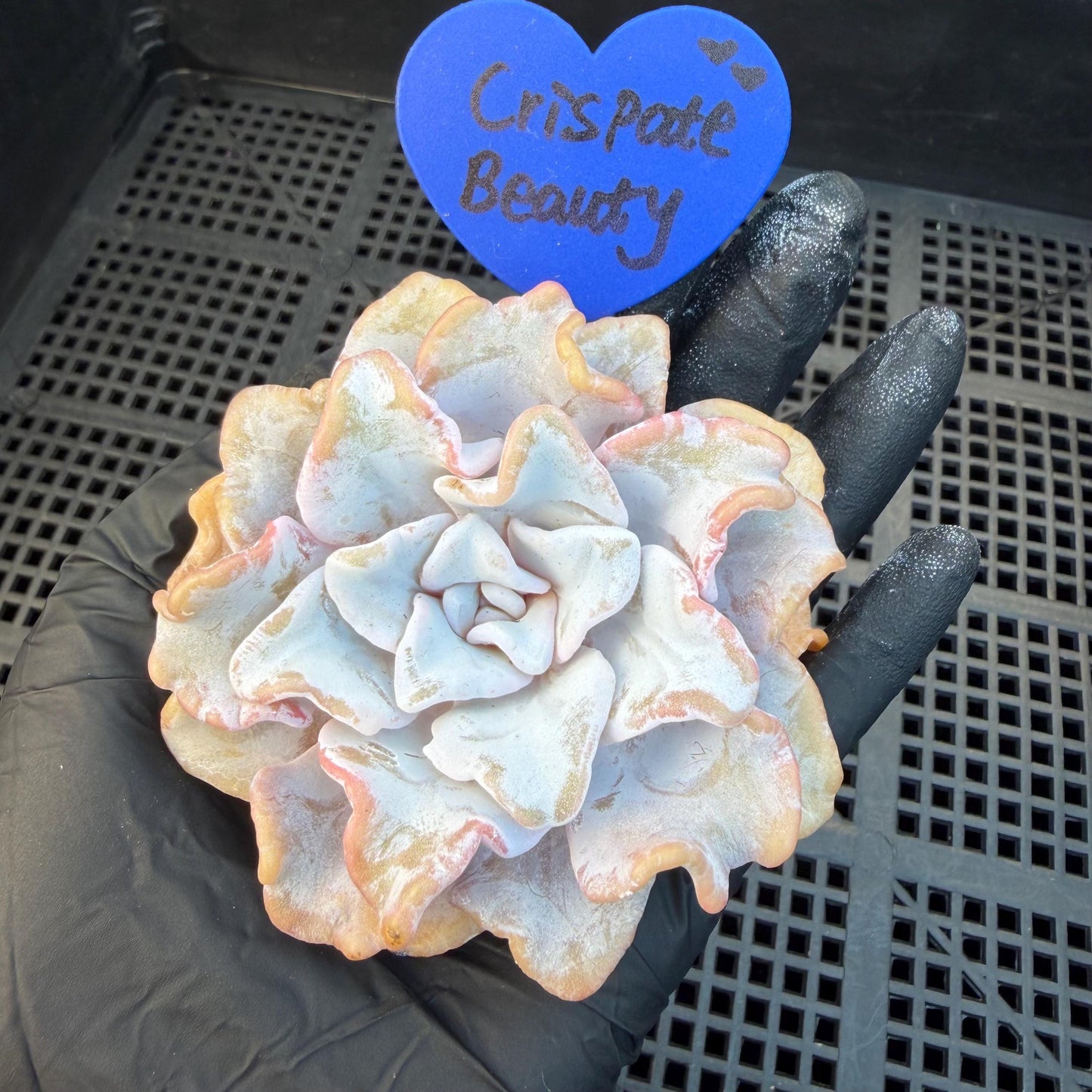 Echeveria  ‘Crispate beauty', 2.9inches , J01