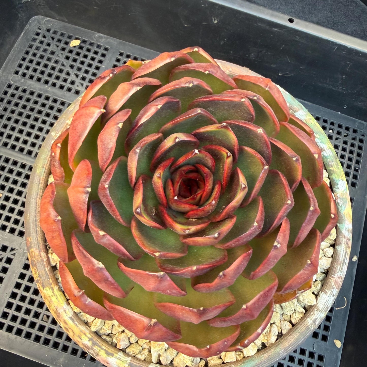 Echeveria  'Big Red Tan'  , single head, 5.1inches, N18