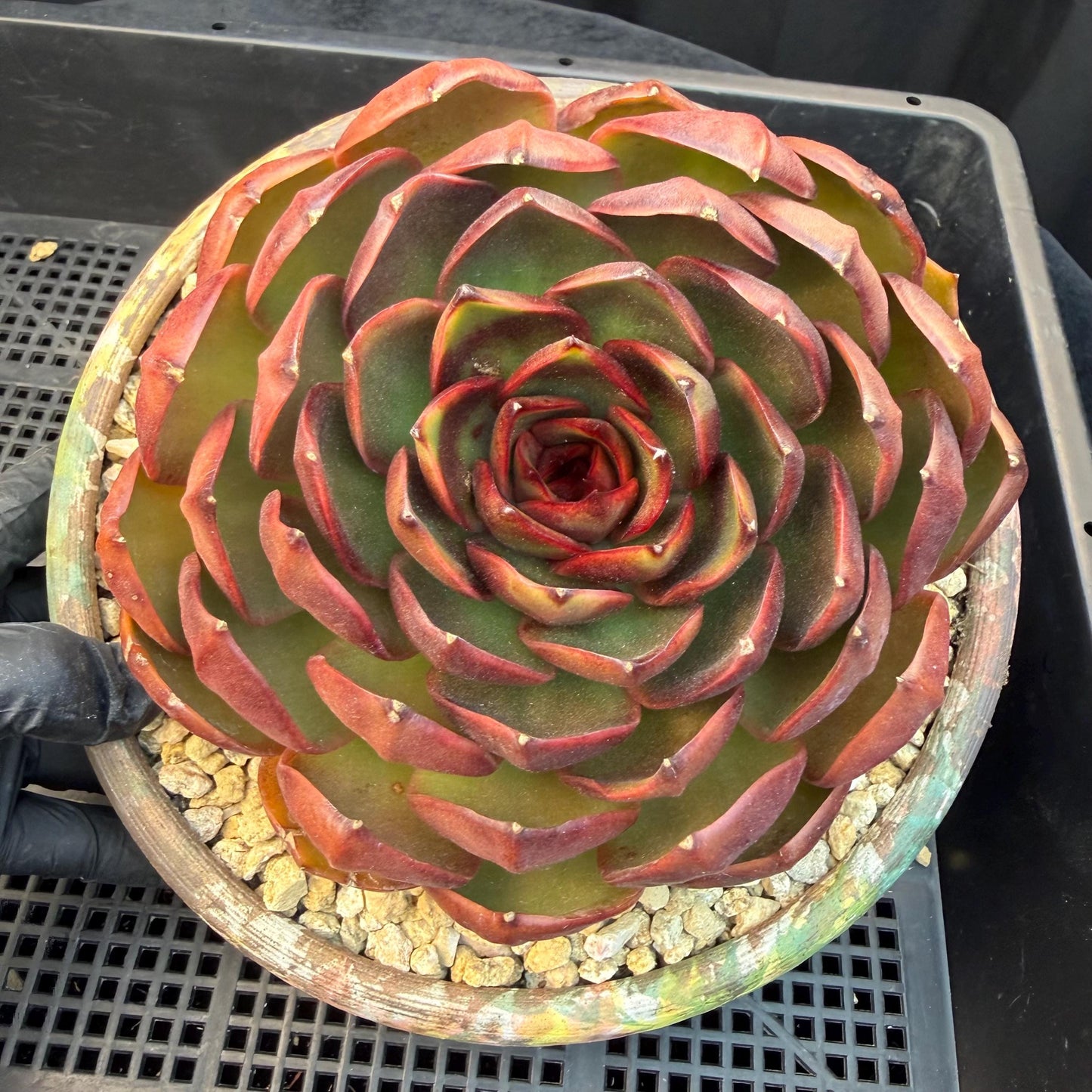 Echeveria  'Big Red Tan'  , single head, 5.1inches, N18