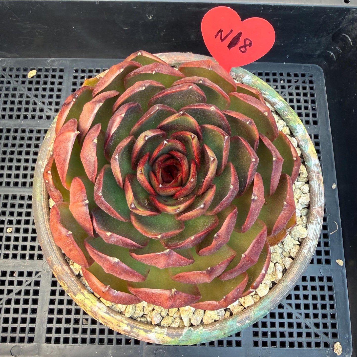 Echeveria  'Big Red Tan'  , single head, 5.1inches, N18