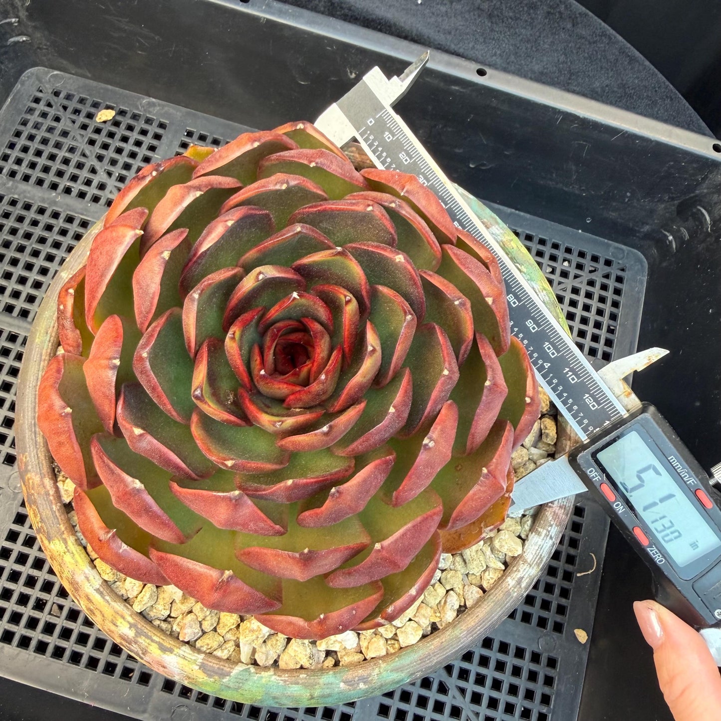 Echeveria  'Big Red Tan'  , single head, 5.1inches, N18