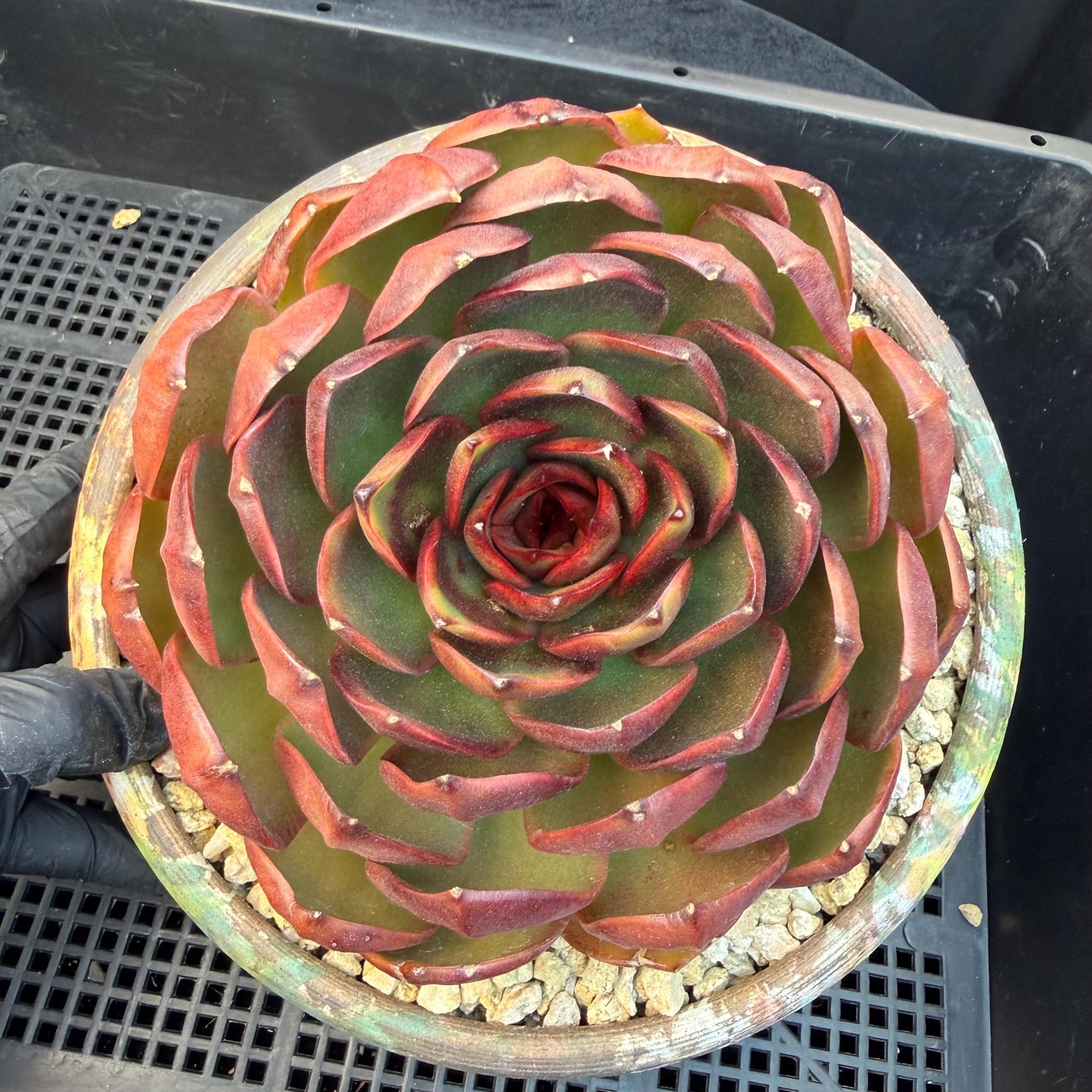 Echeveria  'Big Red Tan'  , single head, 5.1inches, N18