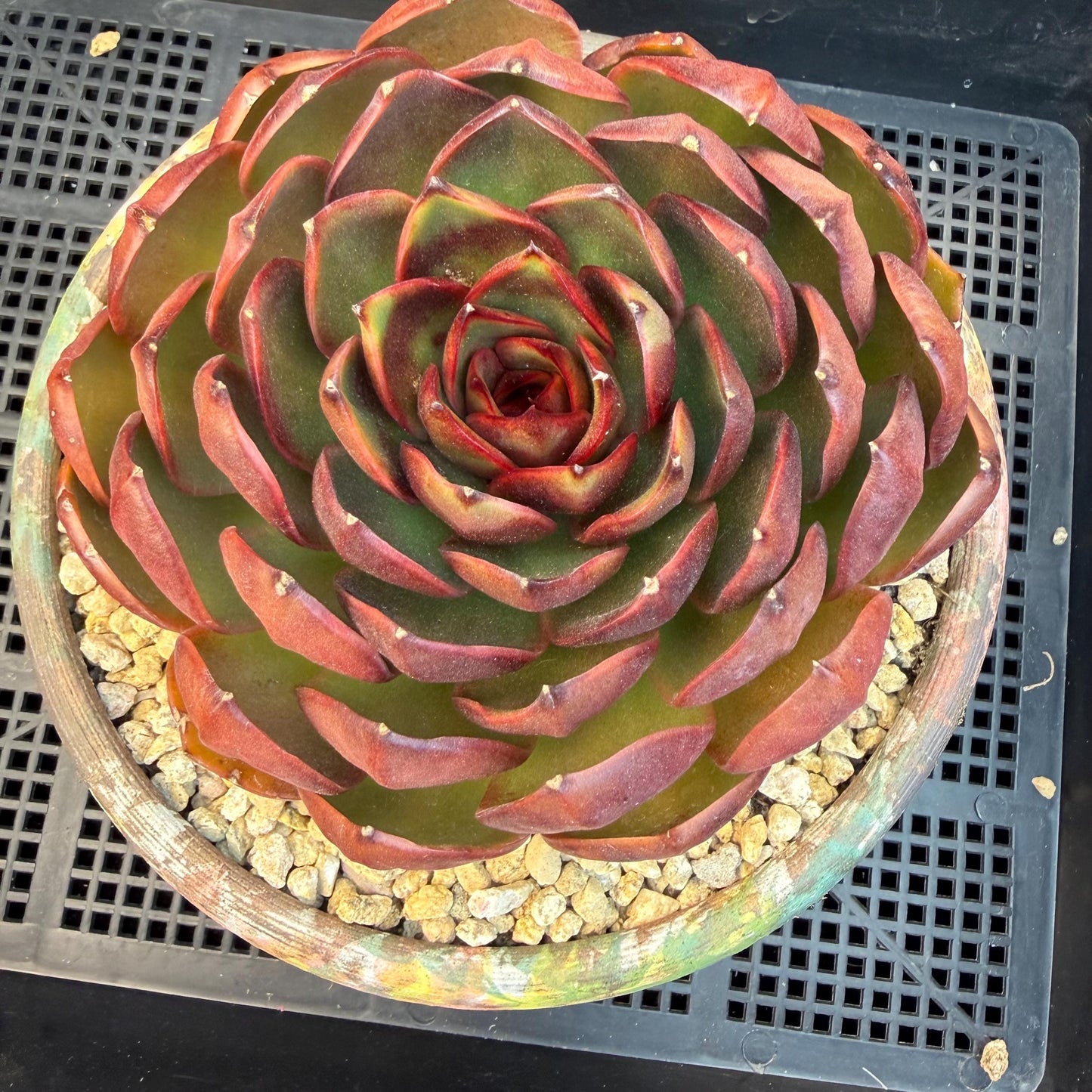 Echeveria  'Big Red Tan'  , single head, 5.1inches, N18