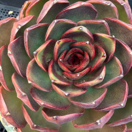 Echeveria  'Big Red Tan'  , single head, 5.1inches, N18