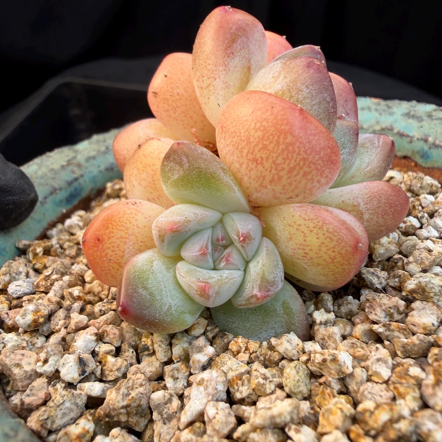 Echeveria  ‘korean Ice green ’, 3 heads, 1.9inches, N07