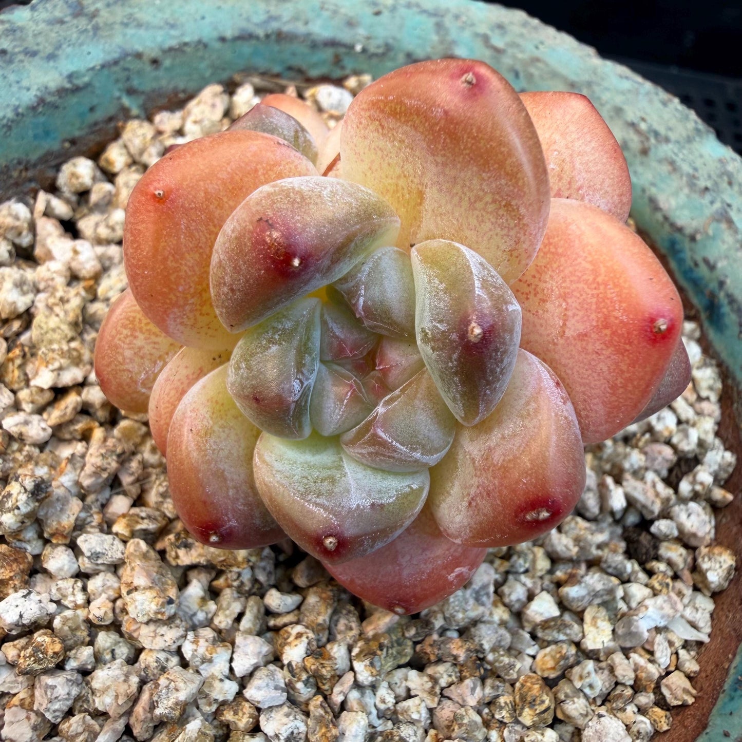 Echeveria  ‘korean Ice green ’, 3 heads, 1.9inches, N07