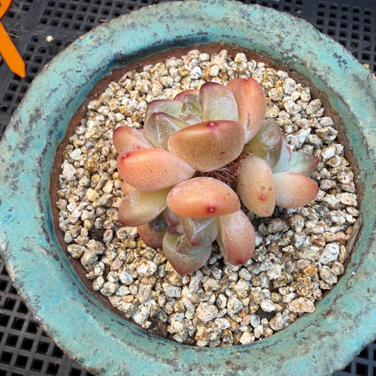 Echeveria  ‘korean Ice green ’, 3 heads, 1.9inches, N07