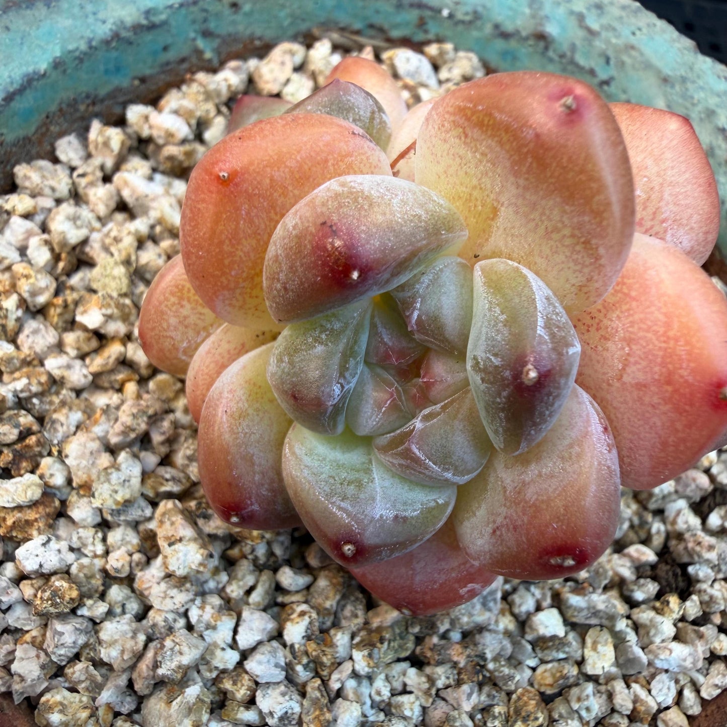 Echeveria  ‘korean Ice green ’, 3 heads, 1.9inches, N07