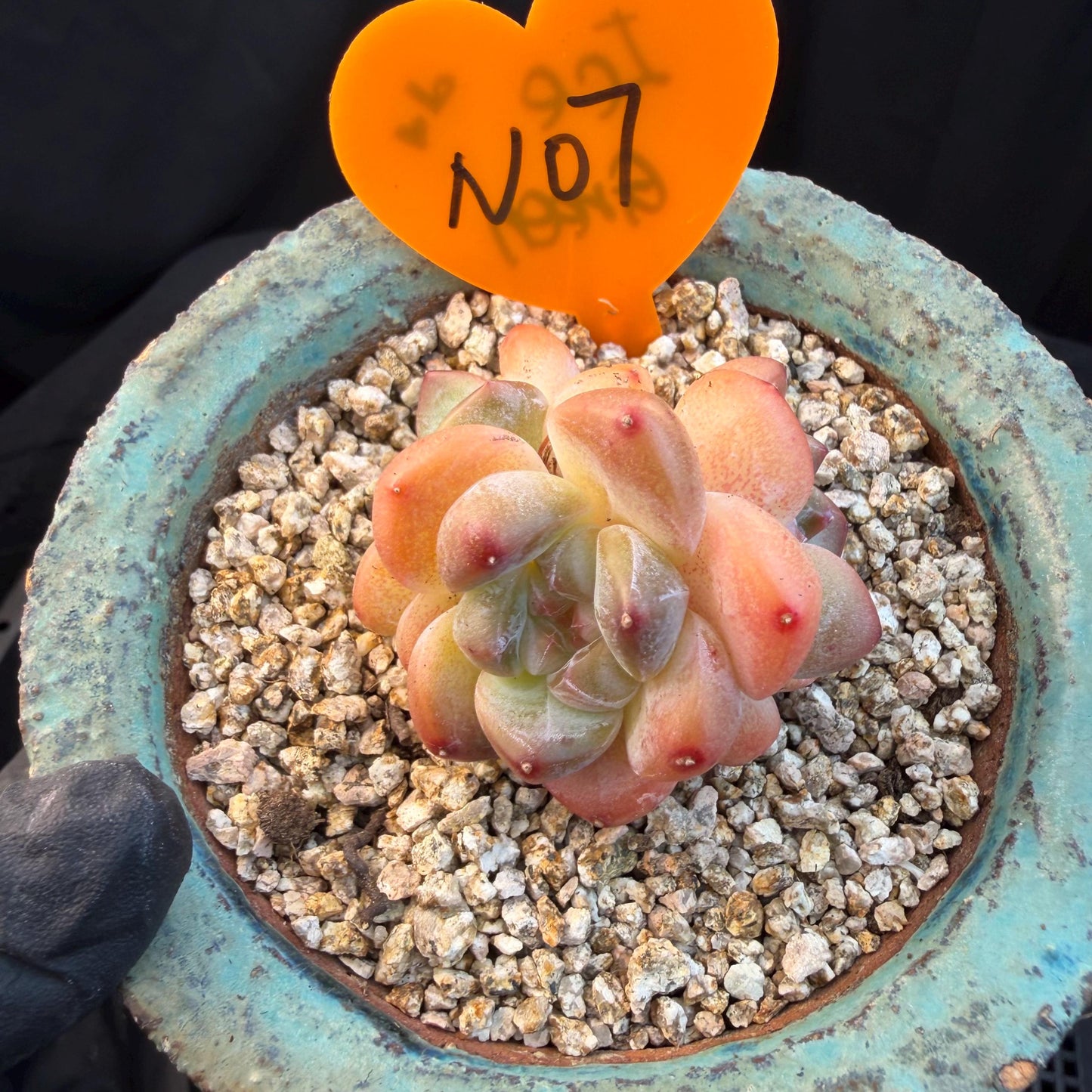 Echeveria  ‘korean Ice green ’, 3 heads, 1.9inches, N07