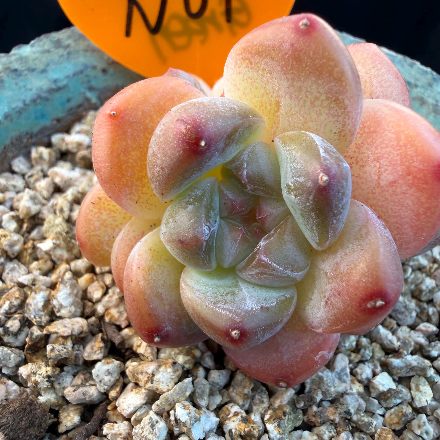 Echeveria  ‘korean Ice green ’, 3 heads, 1.9inches, N07