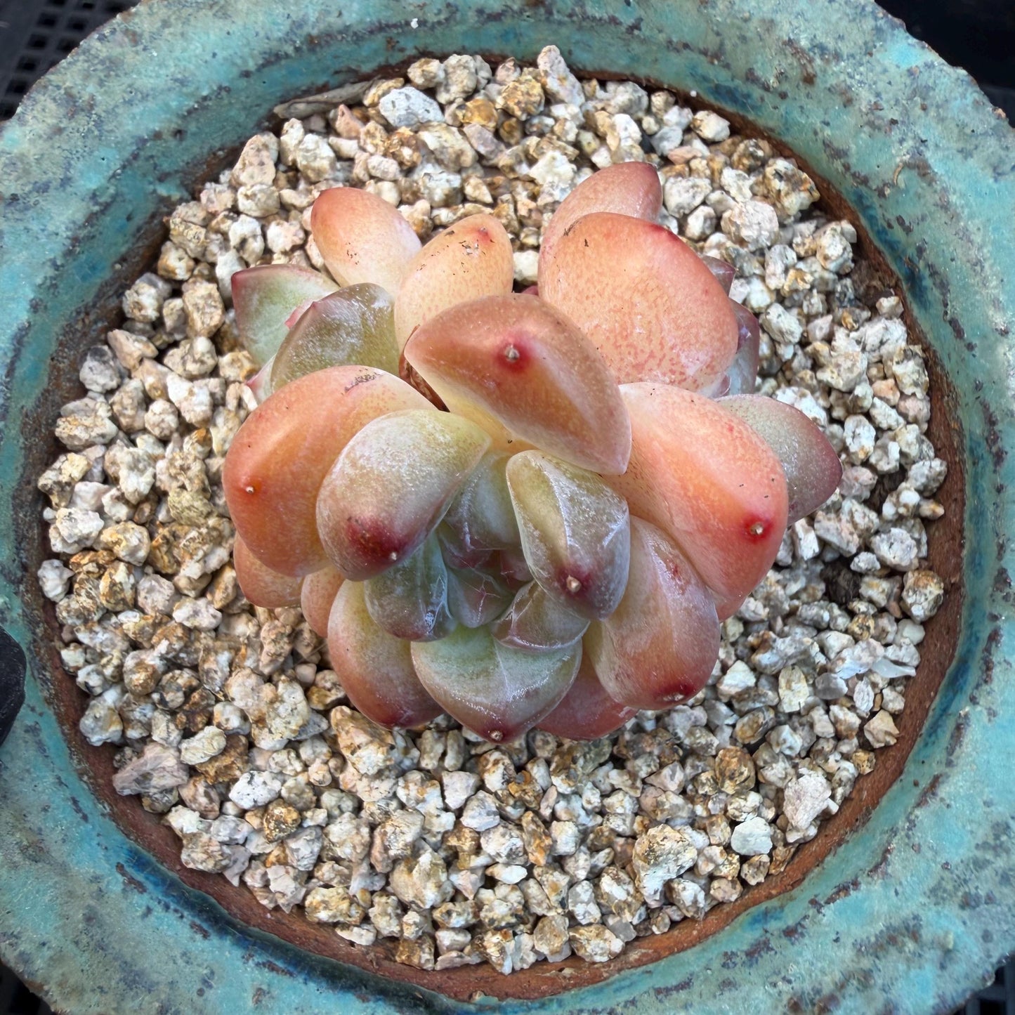Echeveria  ‘korean Ice green ’, 3 heads, 1.9inches, N07