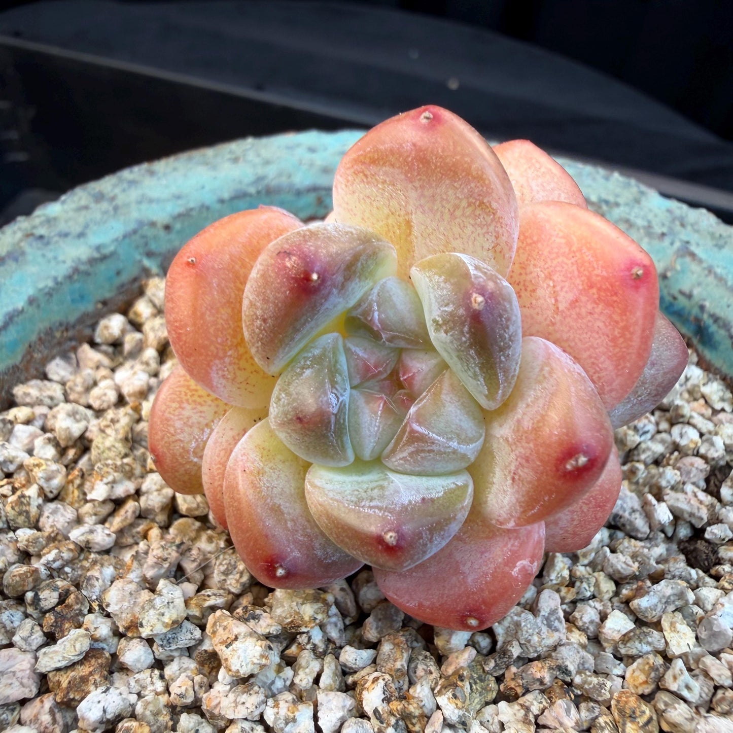Echeveria  ‘korean Ice green ’, 3 heads, 1.9inches, N07