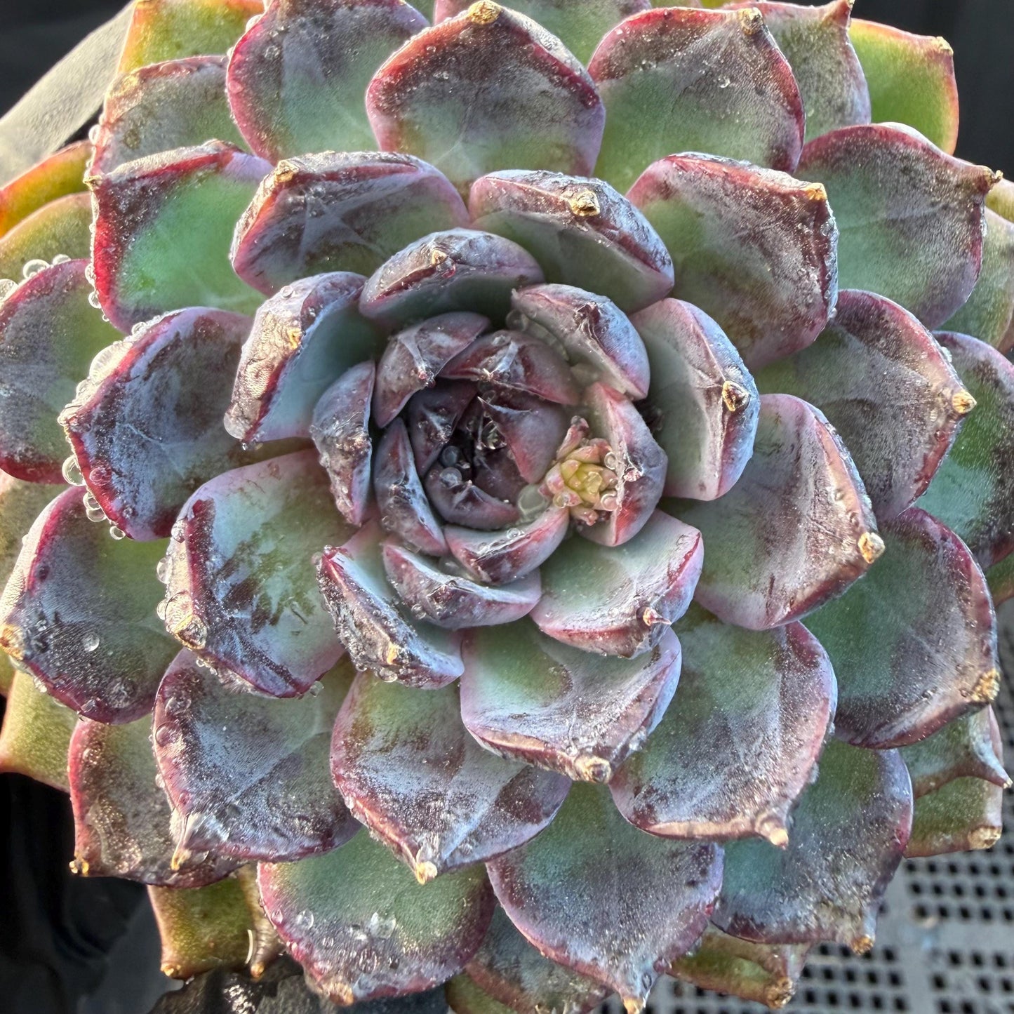 Echeveria  ‘Blue Enchantress', 3.1inches , N04