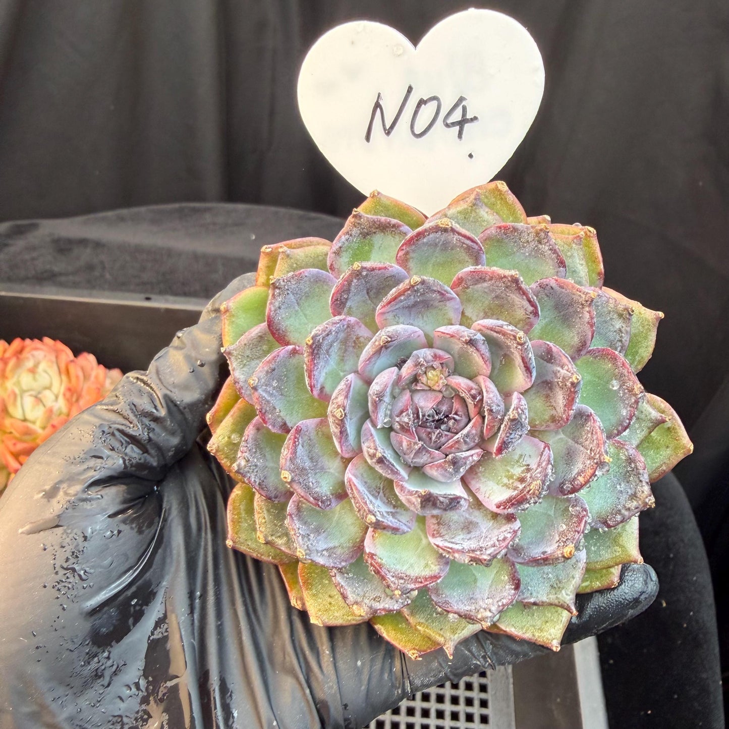 Echeveria  ‘Blue Enchantress', 3.1inches , N04