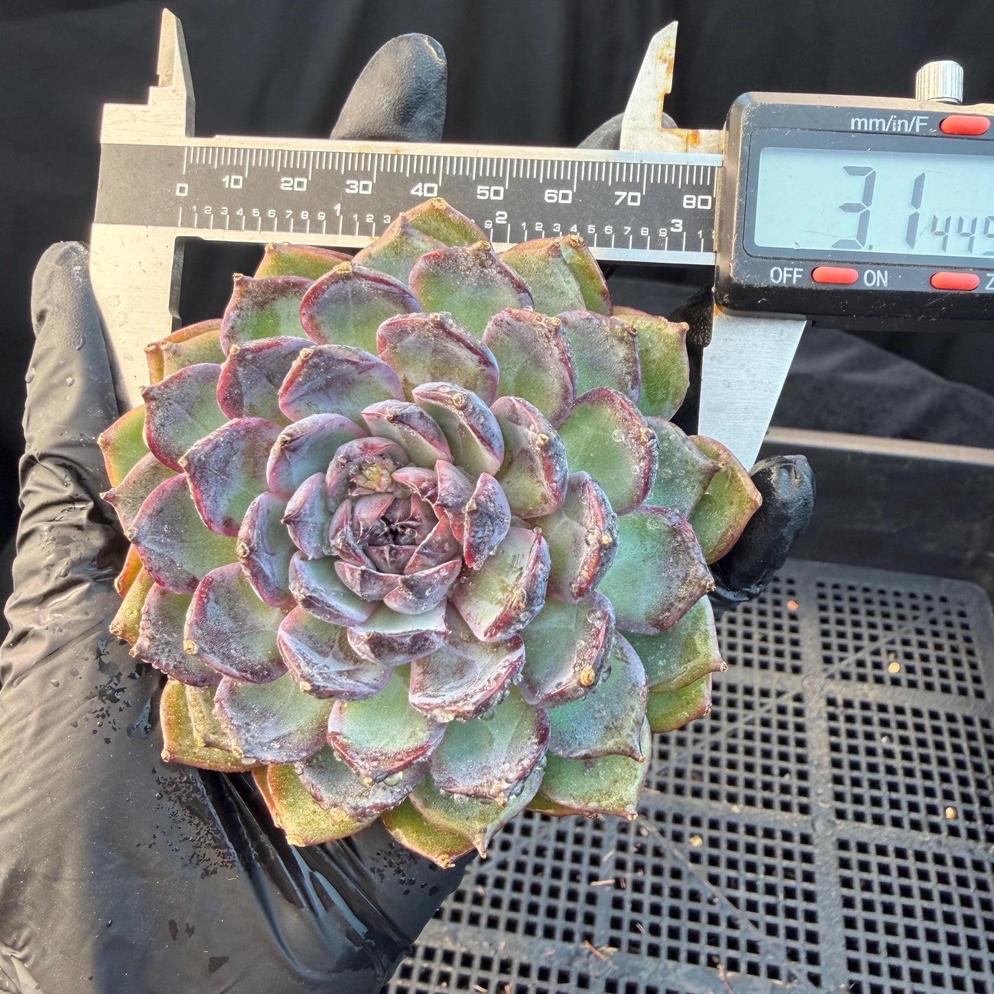 Echeveria  ‘Blue Enchantress', 3.1inches , N04