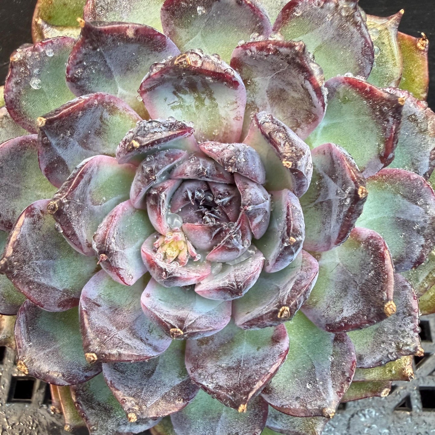 Echeveria  ‘Blue Enchantress', 3.1inches , N04