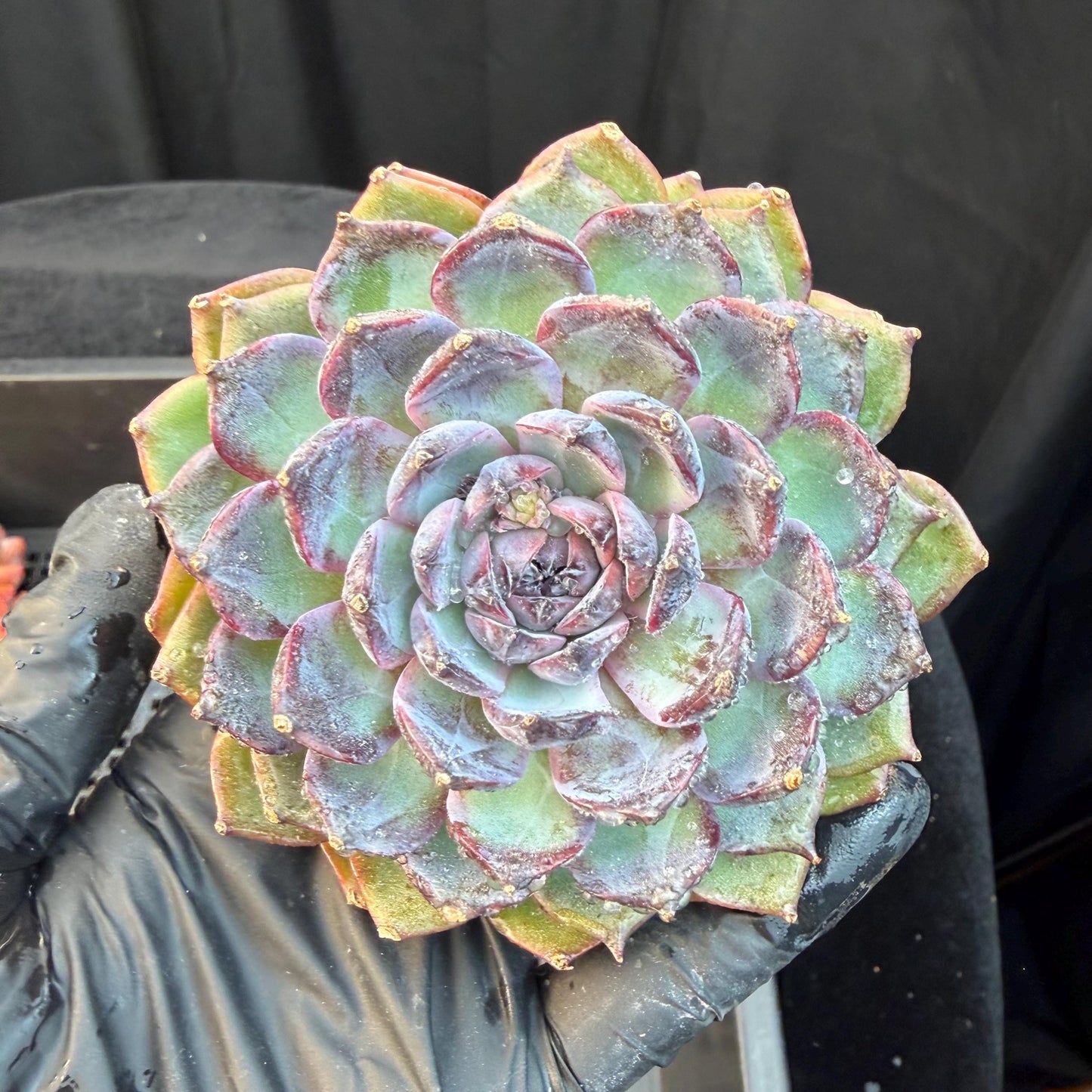 Echeveria  ‘Blue Enchantress', 3.1inches , N04