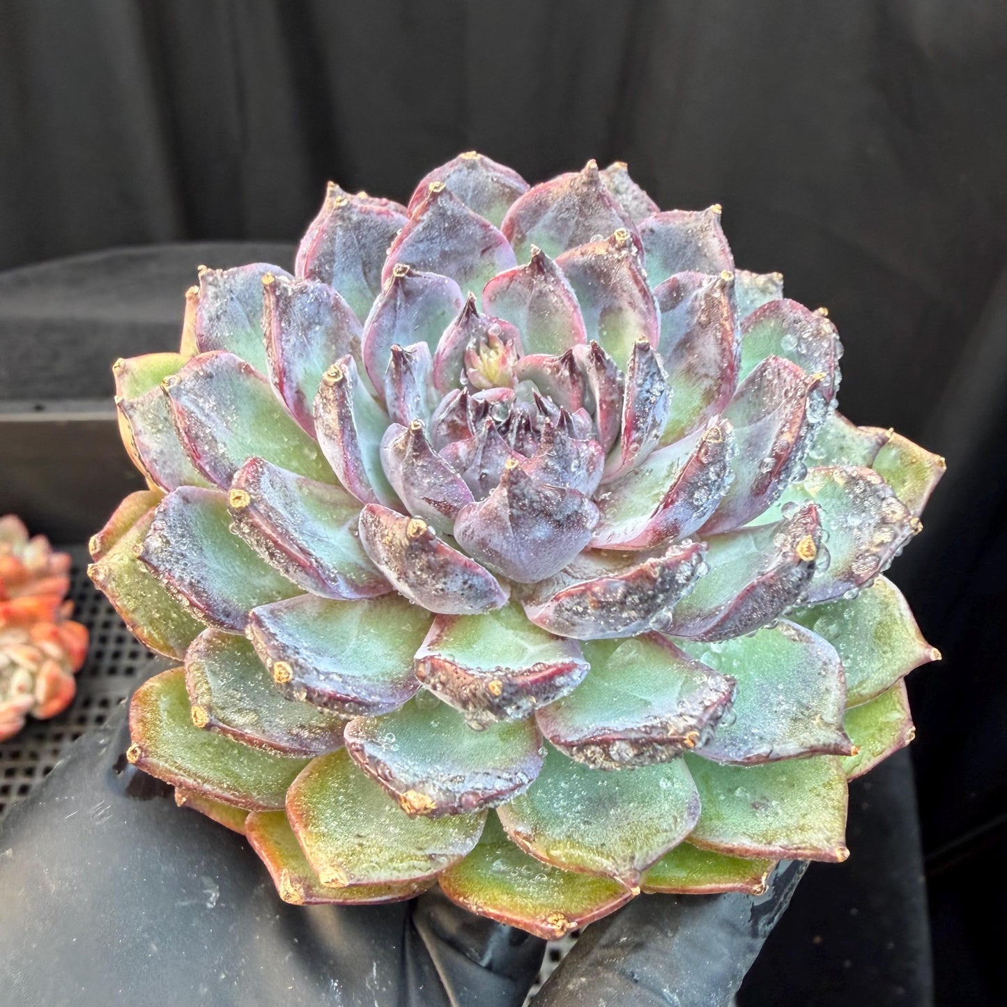 Echeveria  ‘Blue Enchantress', 3.1inches , N04