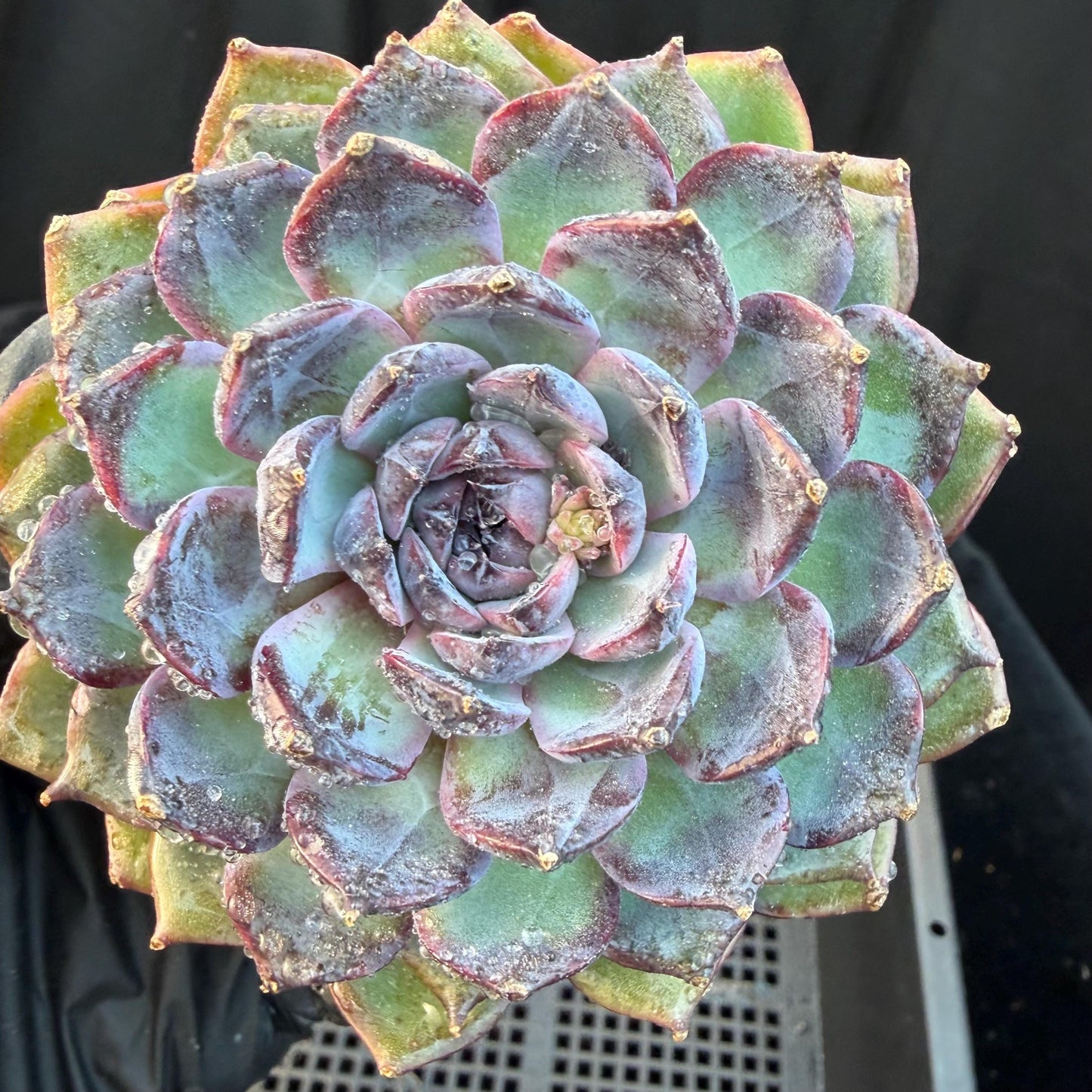 Echeveria  ‘Blue Enchantress', 3.1inches , N04