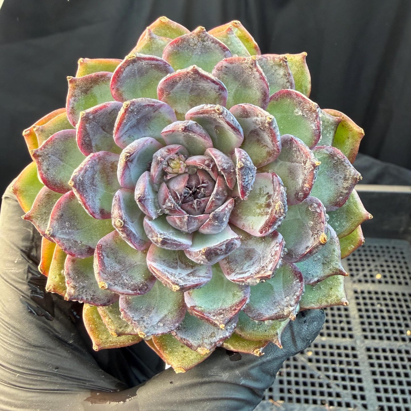Echeveria  ‘Blue Enchantress', 3.1inches , N04