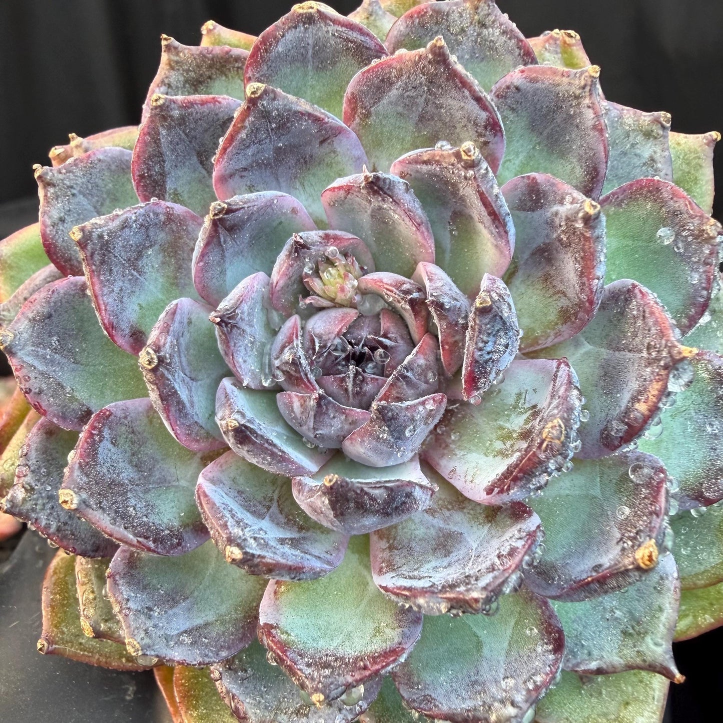 Echeveria  ‘Blue Enchantress', 3.1inches , N04