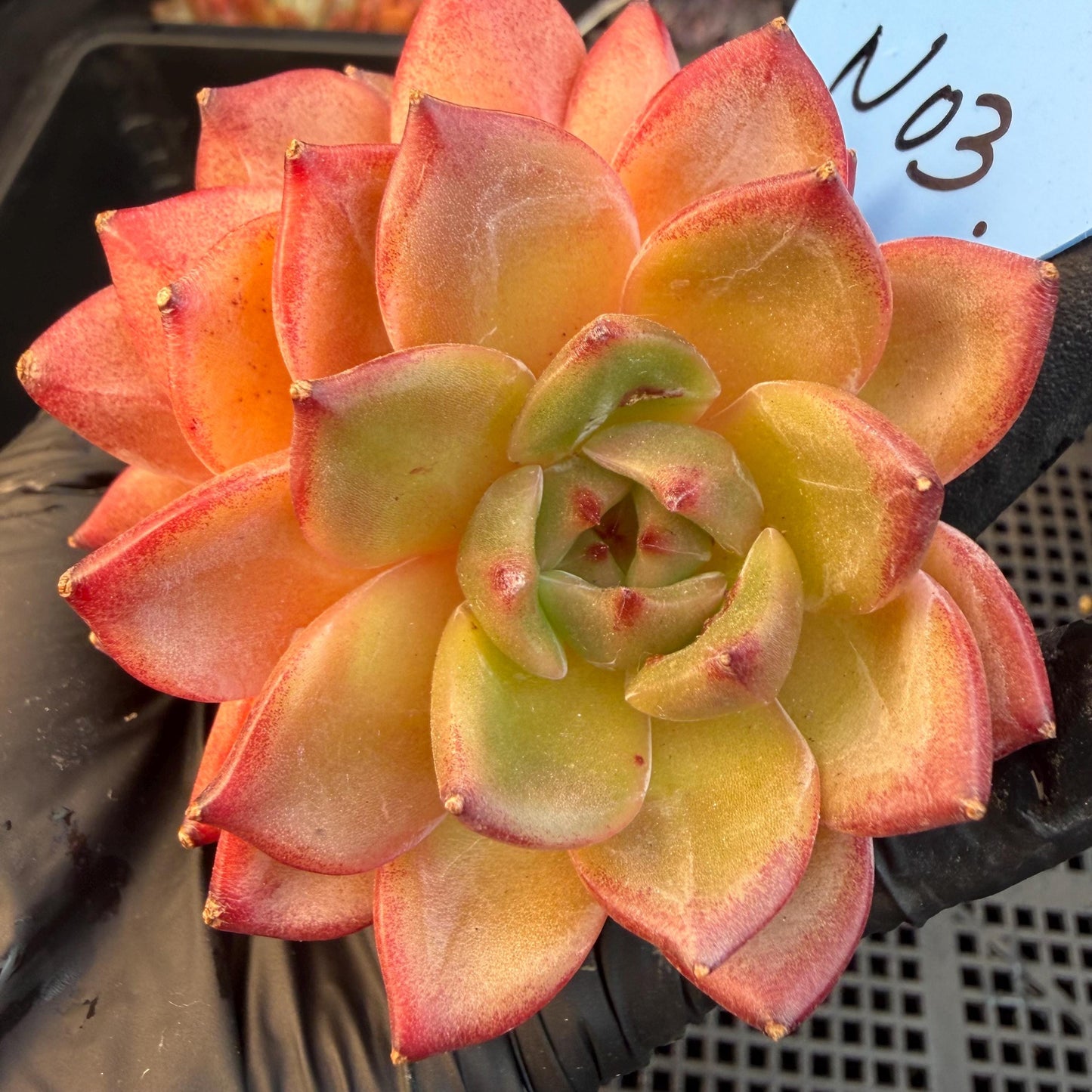 Echeveria  ‘Daredevil', 2heads, 3.1inches , N03