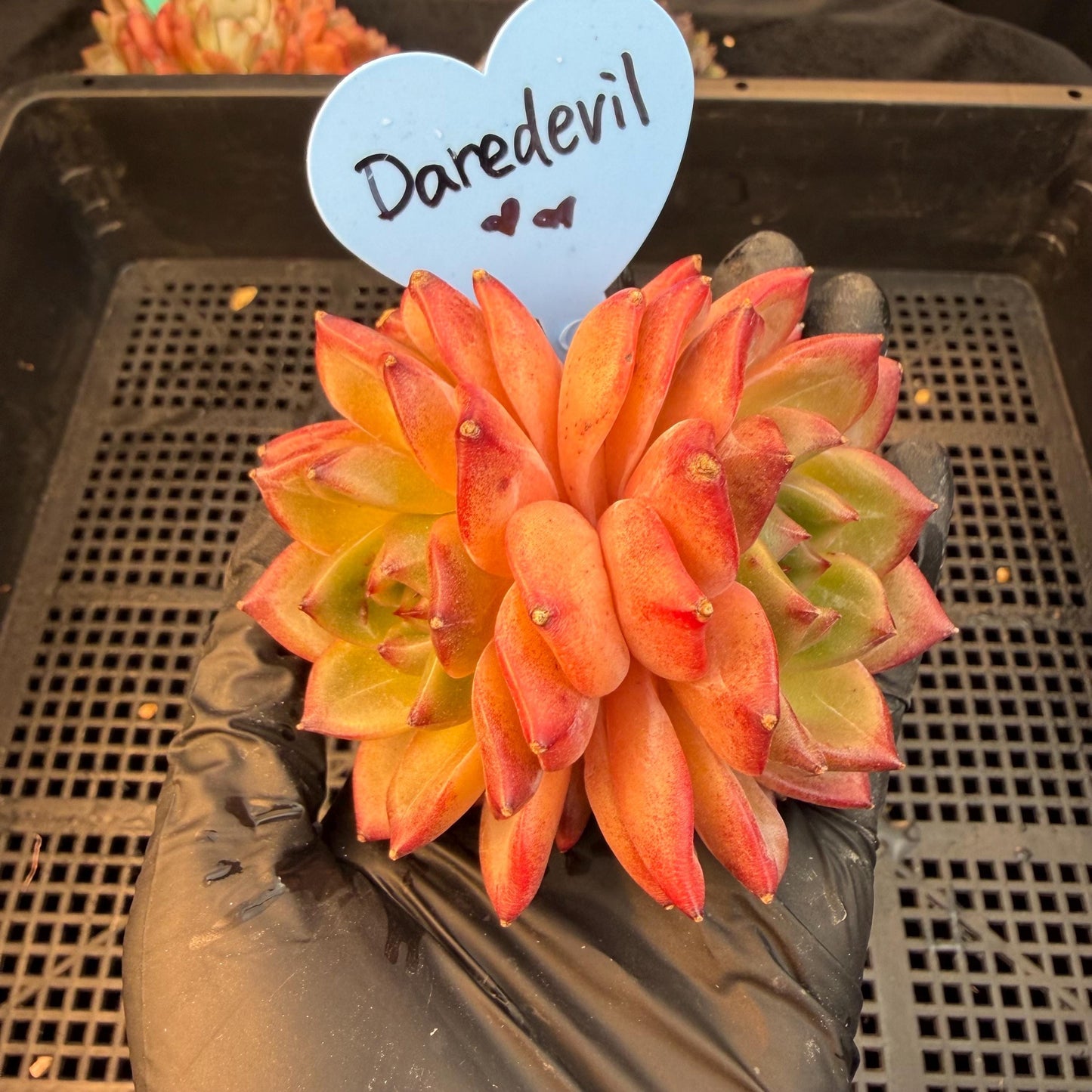 Echeveria  ‘Daredevil', 2heads, 3.1inches , N03