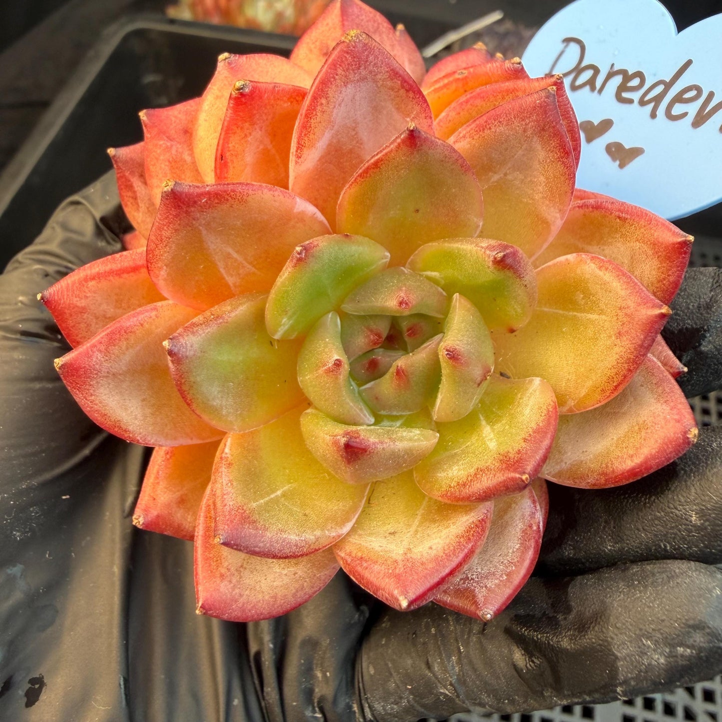 Echeveria  ‘Daredevil', 2heads, 3.1inches , N03