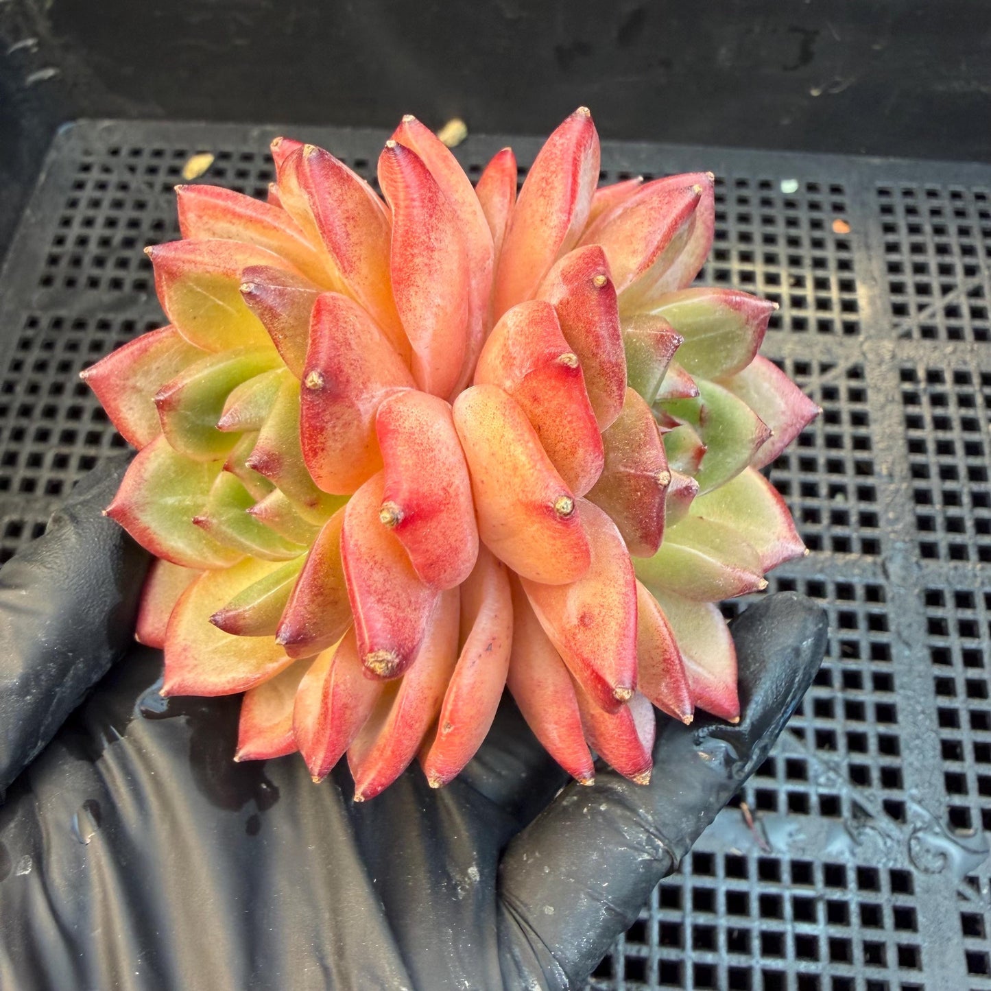 Echeveria  ‘Daredevil', 2heads, 3.1inches , N03