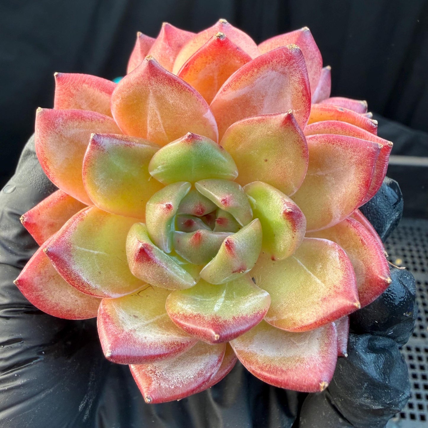Echeveria  ‘Daredevil', 2heads, 3.1inches , N03