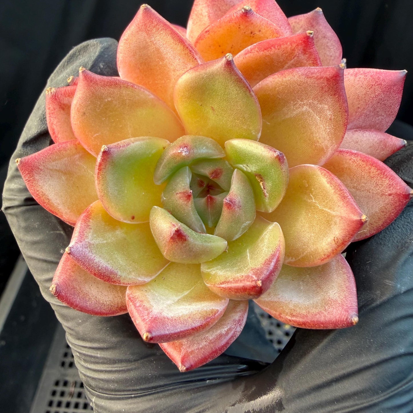 Echeveria  ‘Daredevil', 2heads, 3.1inches , N03