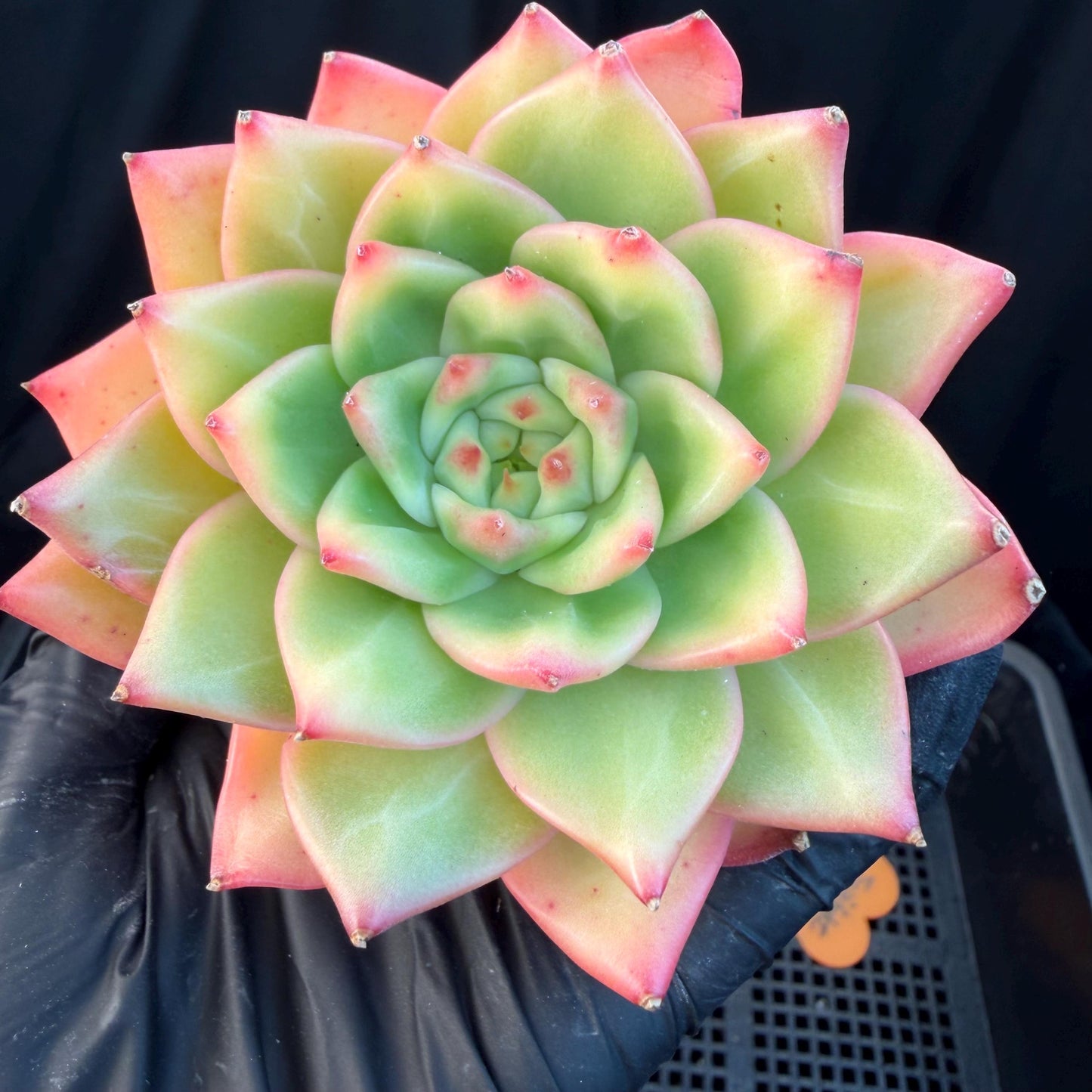 Echeveria  ‘pratrick star.’, 3inches, N05