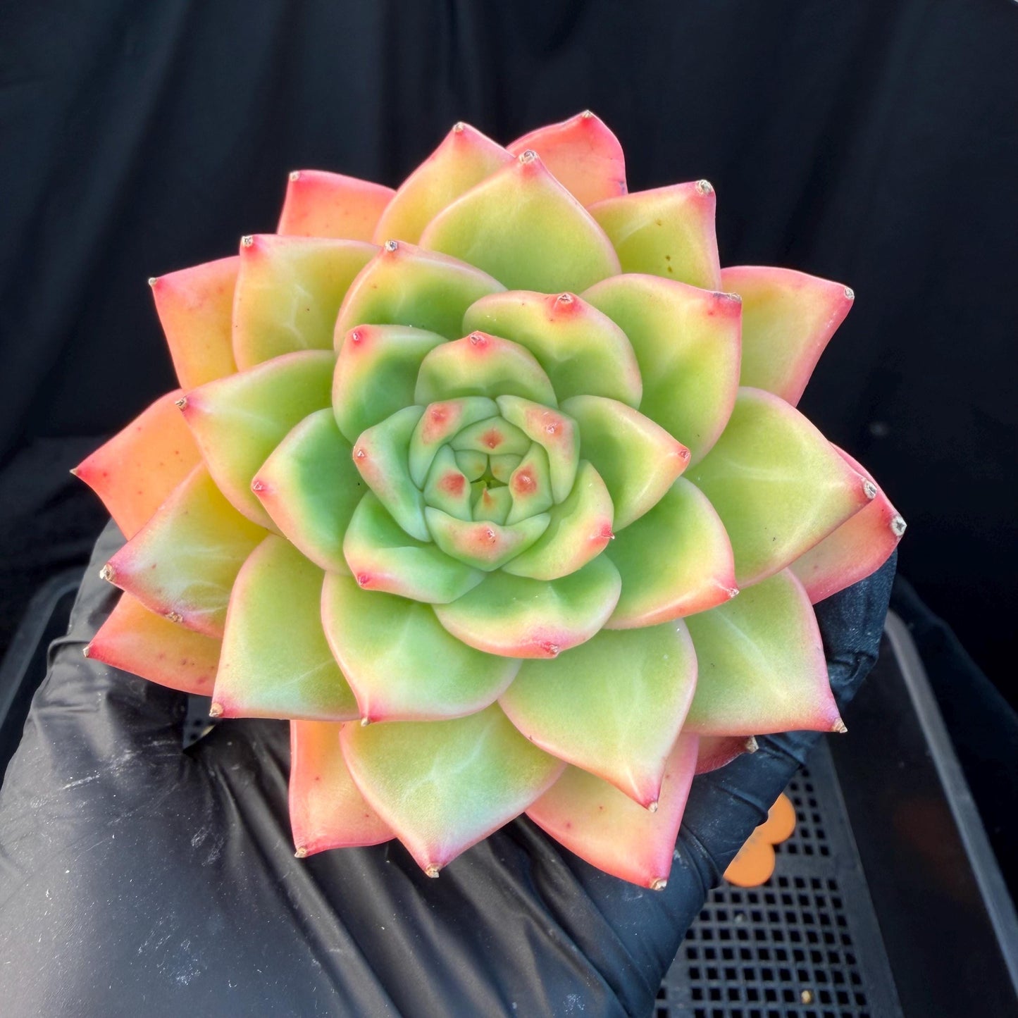 Echeveria  ‘pratrick star.’, 3inches, N05