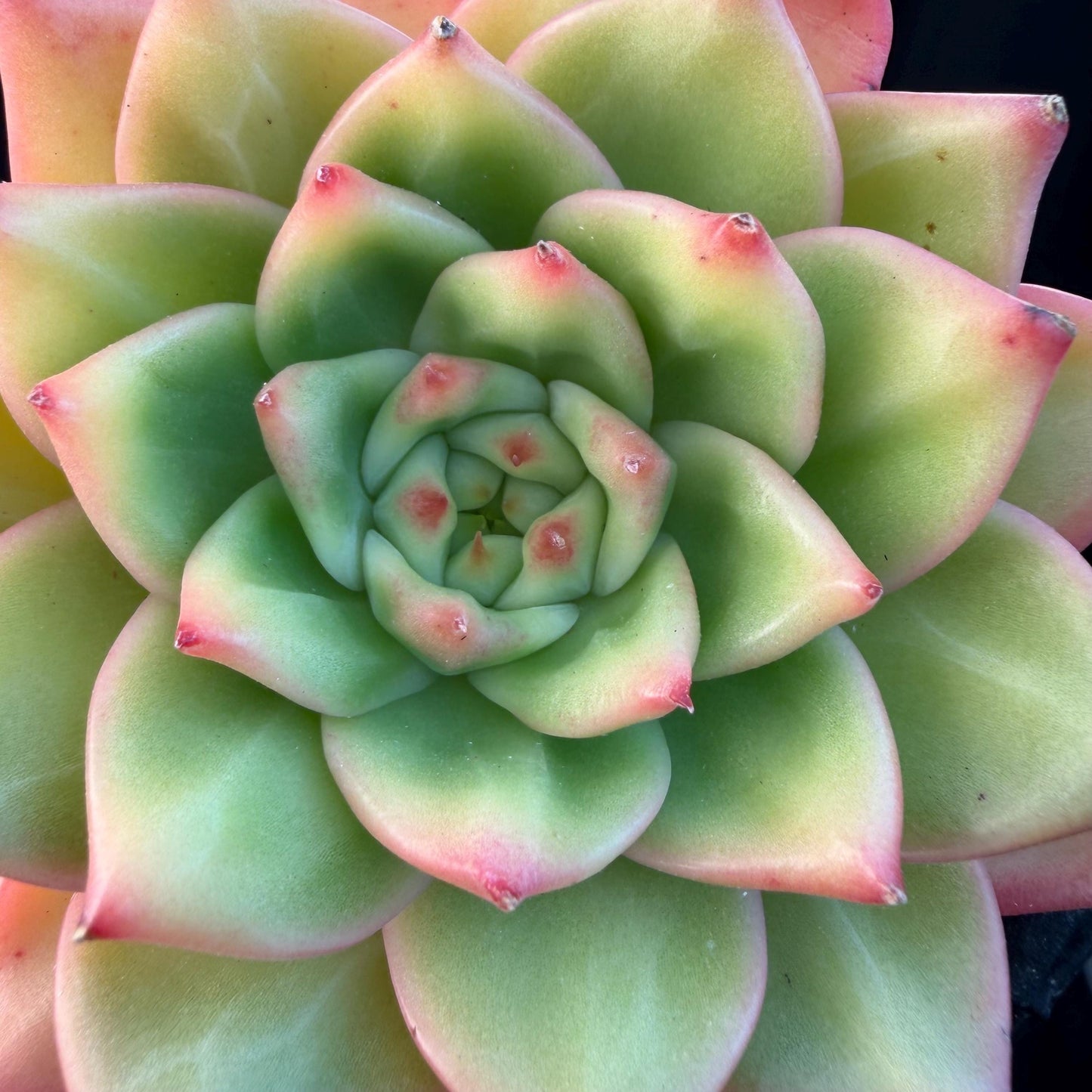 Echeveria  ‘pratrick star.’, 3inches, N05