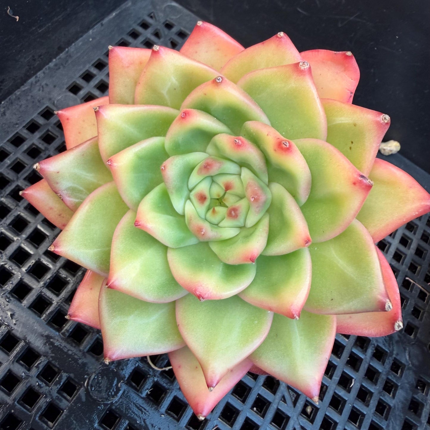 Echeveria  ‘pratrick star.’, 3inches, N05