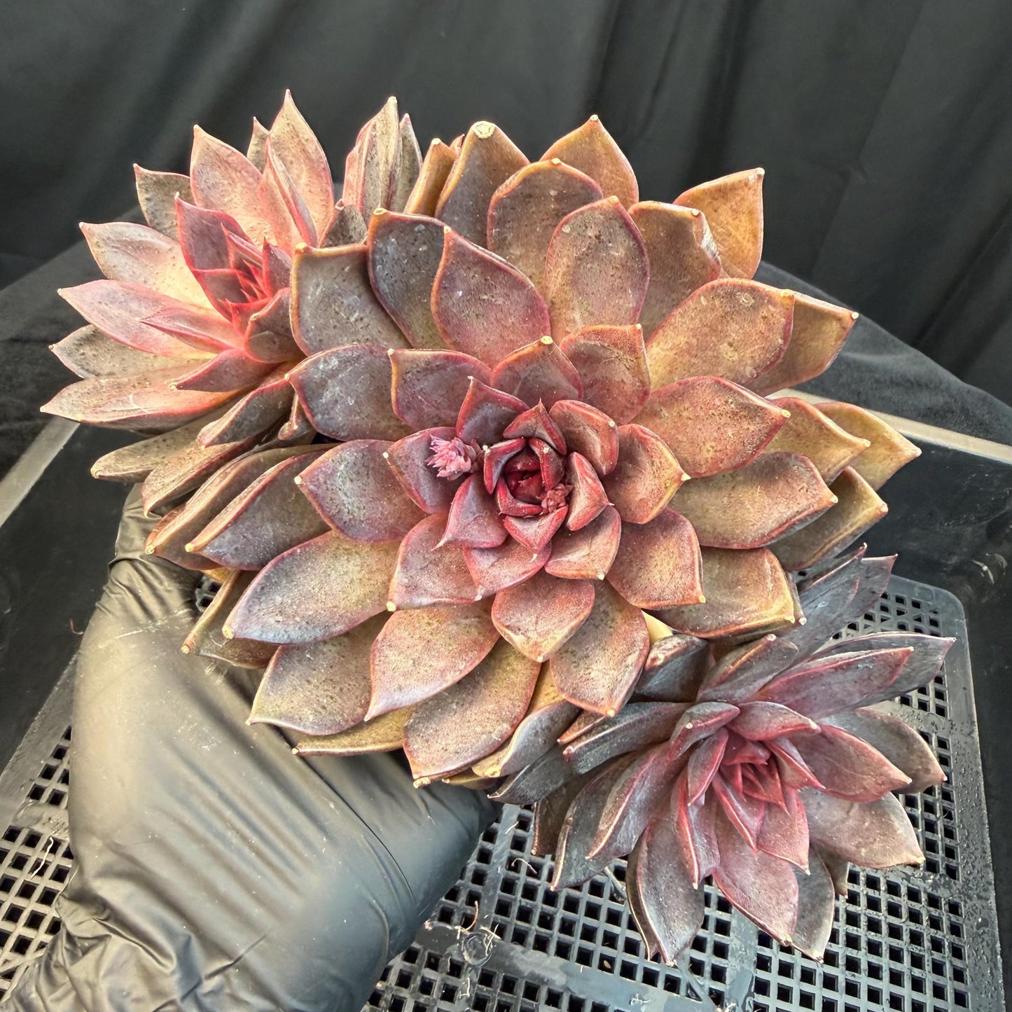 Echeveria  ‘Gorilla Monster', 3heads, length 6inches  ,N13