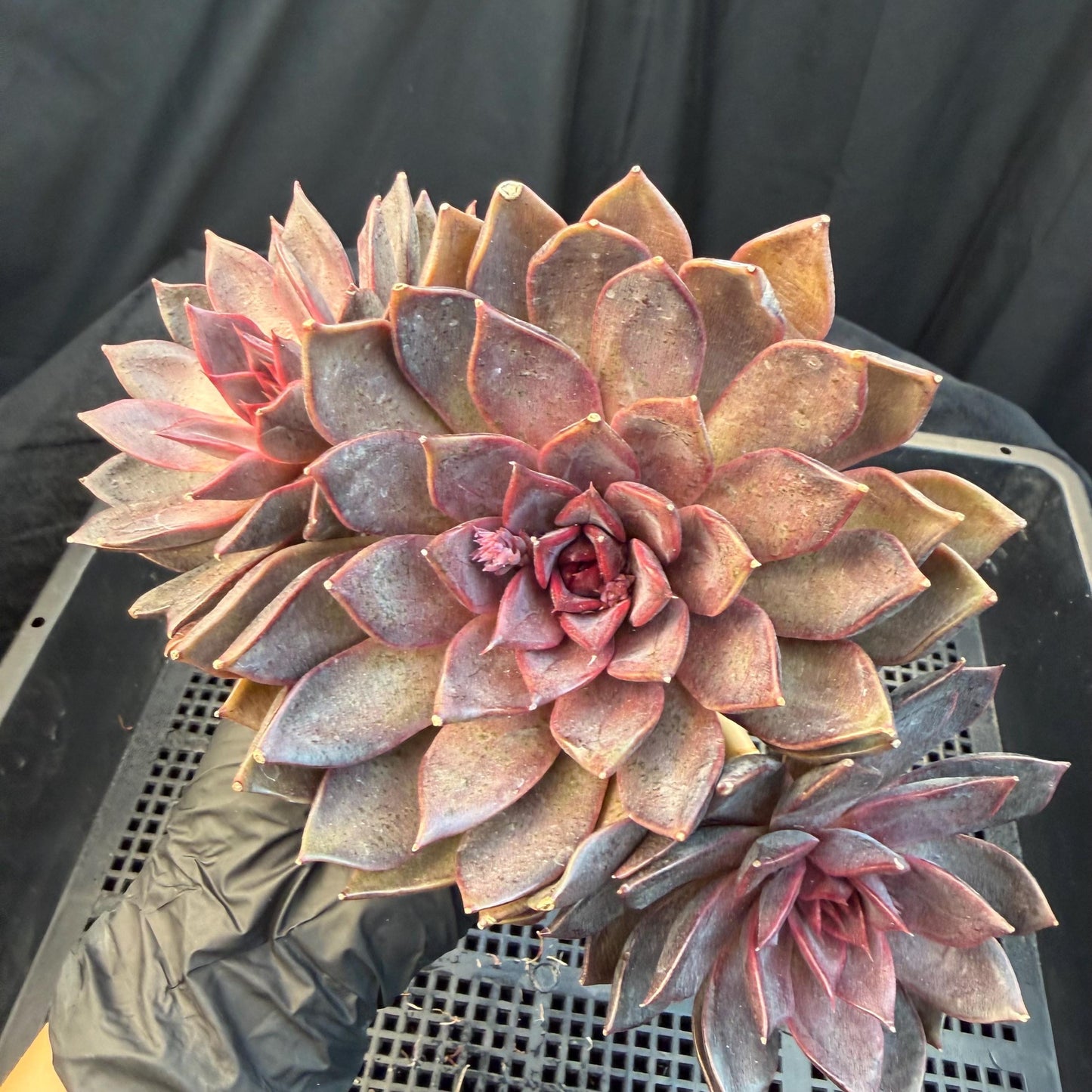 Echeveria  ‘Gorilla Monster', 3heads, length 6inches  ,N13