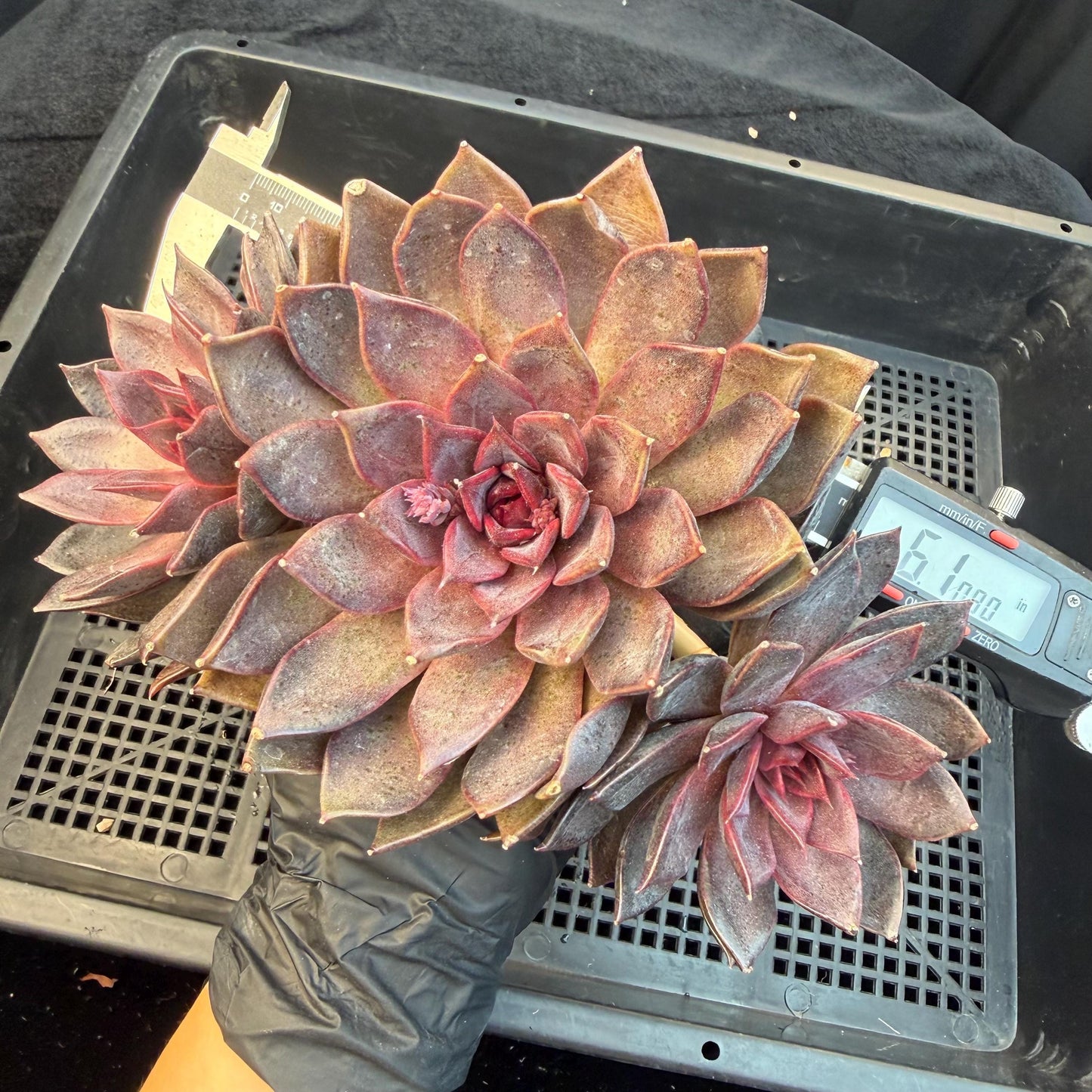 Echeveria  ‘Gorilla Monster', 3heads, length 6inches  ,N13