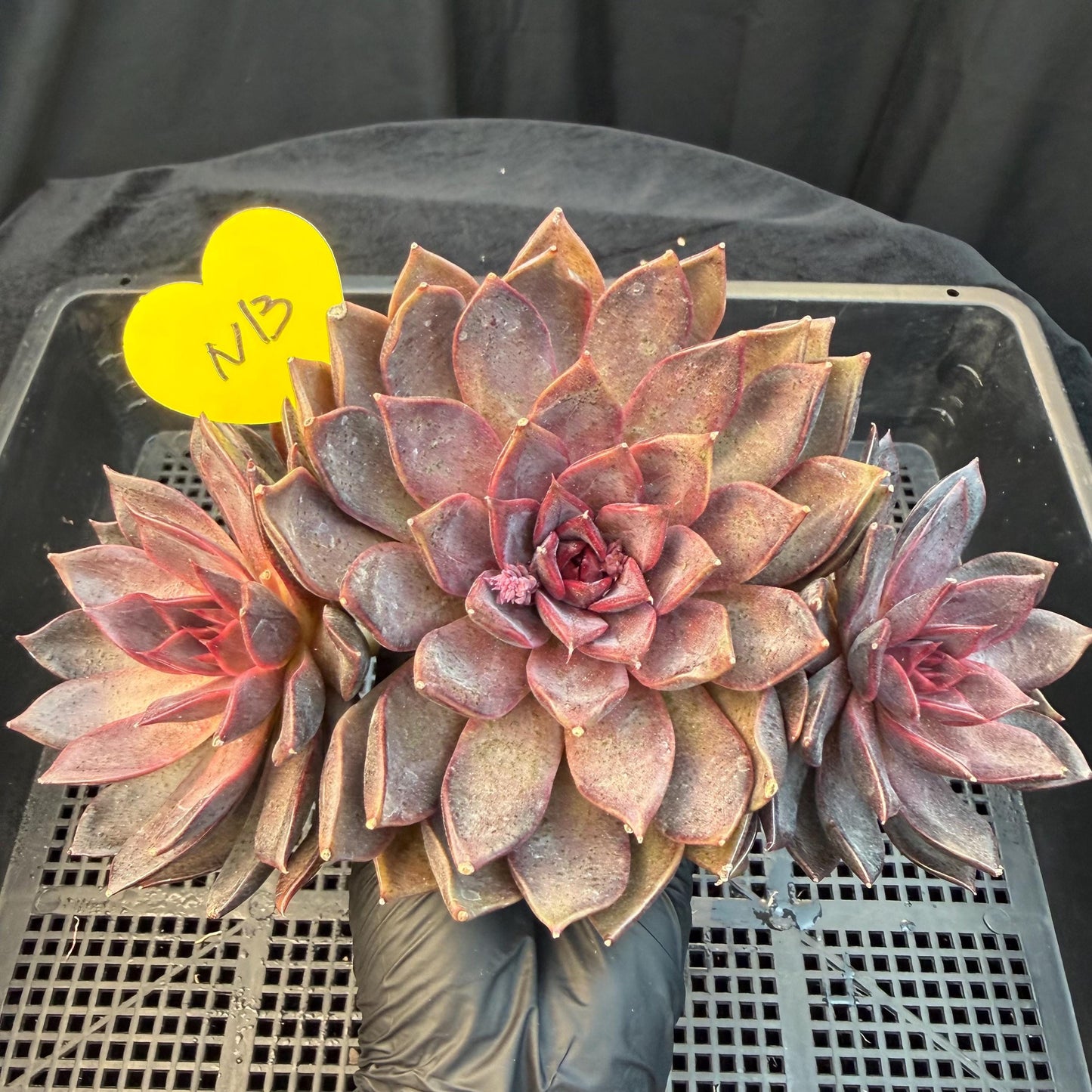 Echeveria  ‘Gorilla Monster', 3heads, length 6inches  ,N13