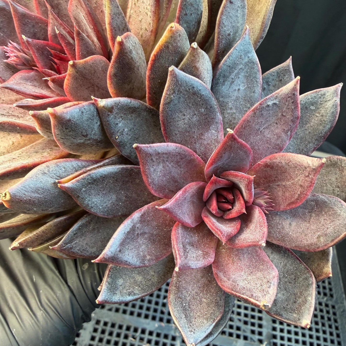 Echeveria  ‘Gorilla Monster', 3heads, length 6inches  ,N13