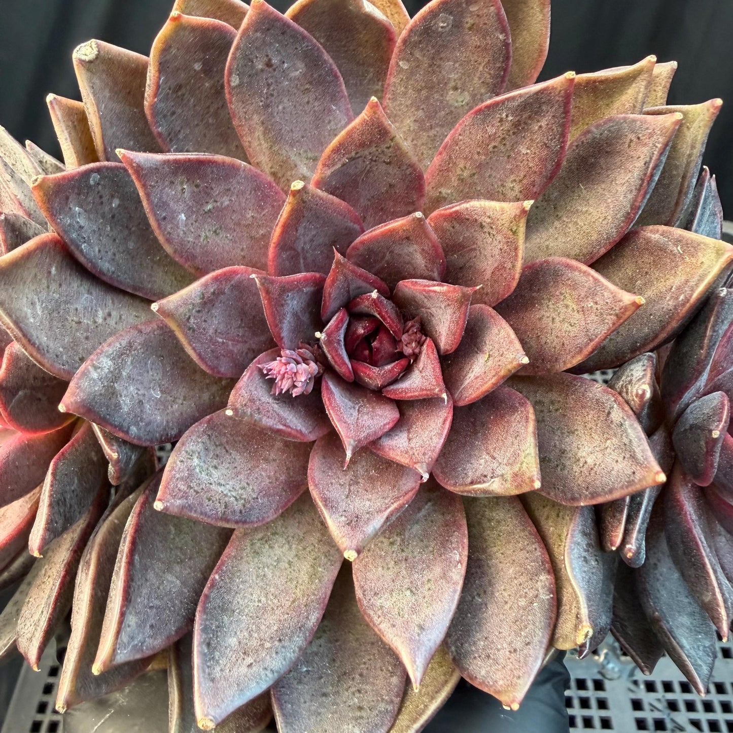 Echeveria  ‘Gorilla Monster', 3heads, length 6inches  ,N13