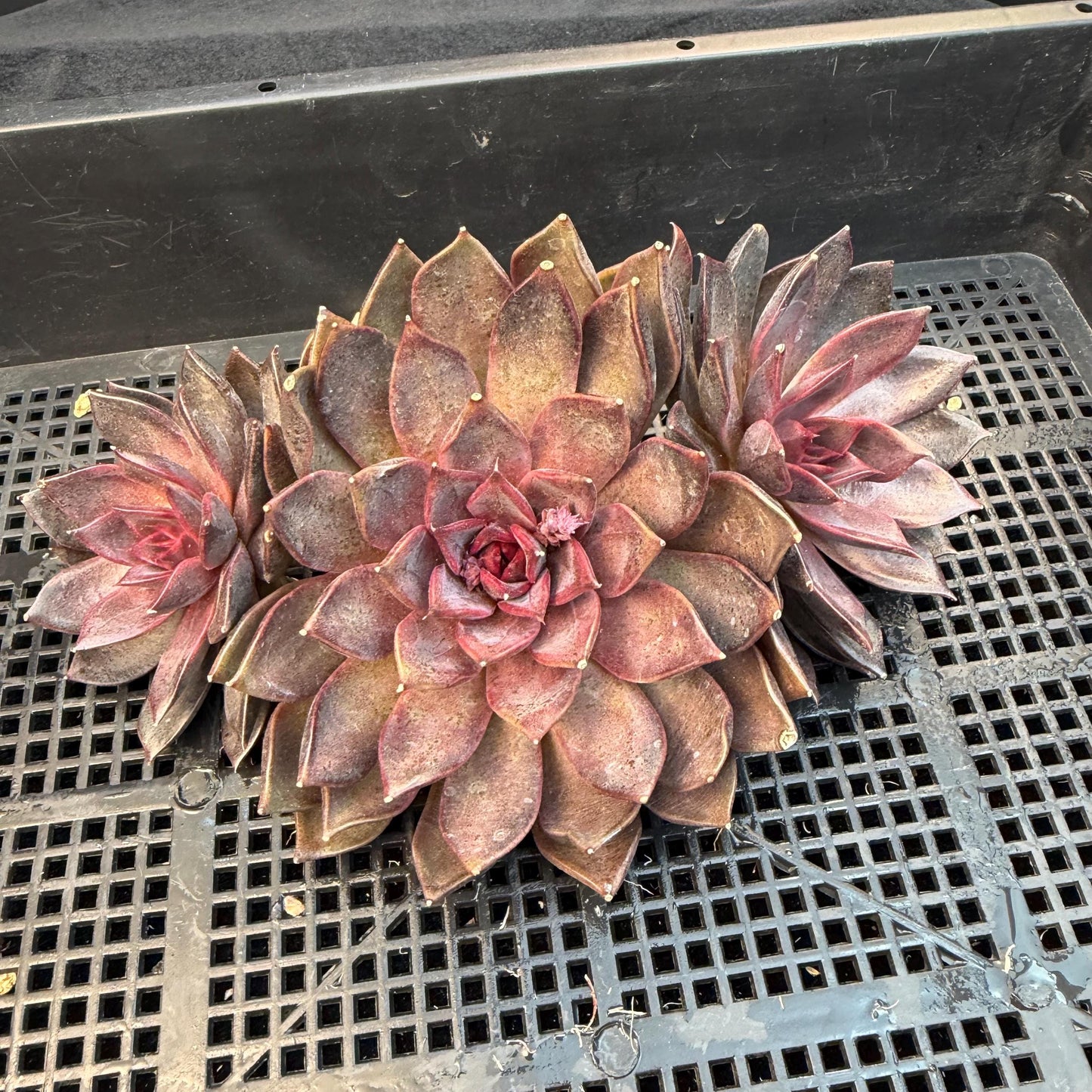 Echeveria  ‘Gorilla Monster', 3heads, length 6inches  ,N13
