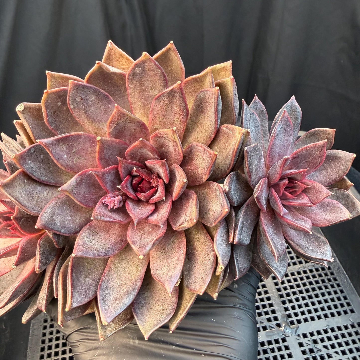 Echeveria  ‘Gorilla Monster', 3heads, length 6inches  ,N13
