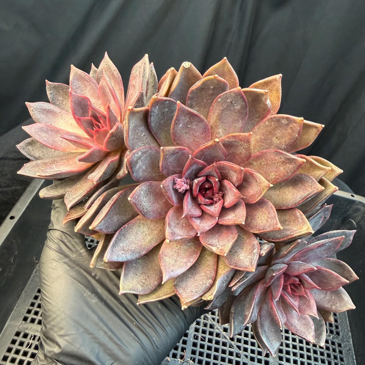 Echeveria  ‘Gorilla Monster', 3heads, length 6inches  ,N13