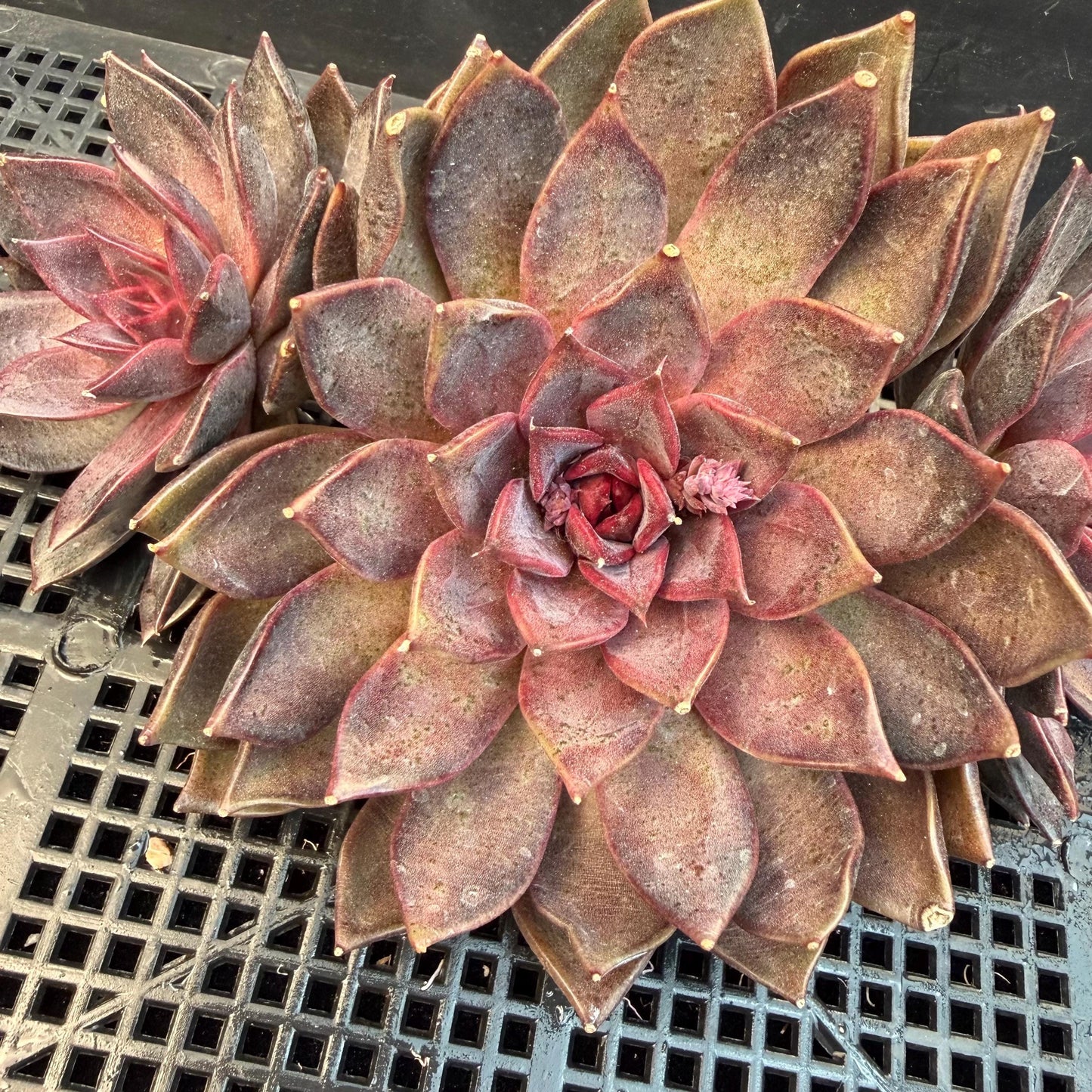 Echeveria  ‘Gorilla Monster', 3heads, length 6inches  ,N13