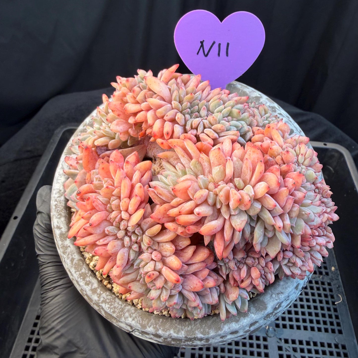 Echeveria  ‘orange Monroe crest' cluster,  4.8inches, N11