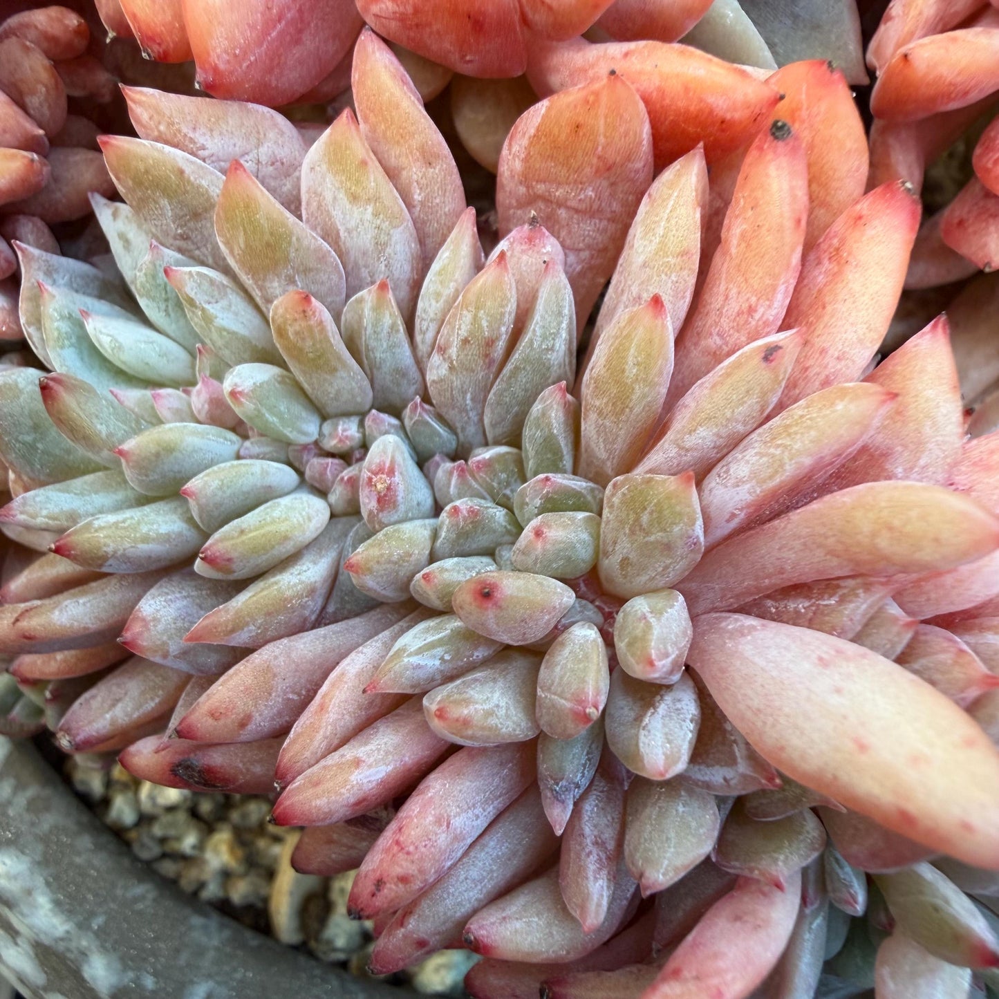 Echeveria  ‘orange Monroe crest' cluster,  4.8inches, N11